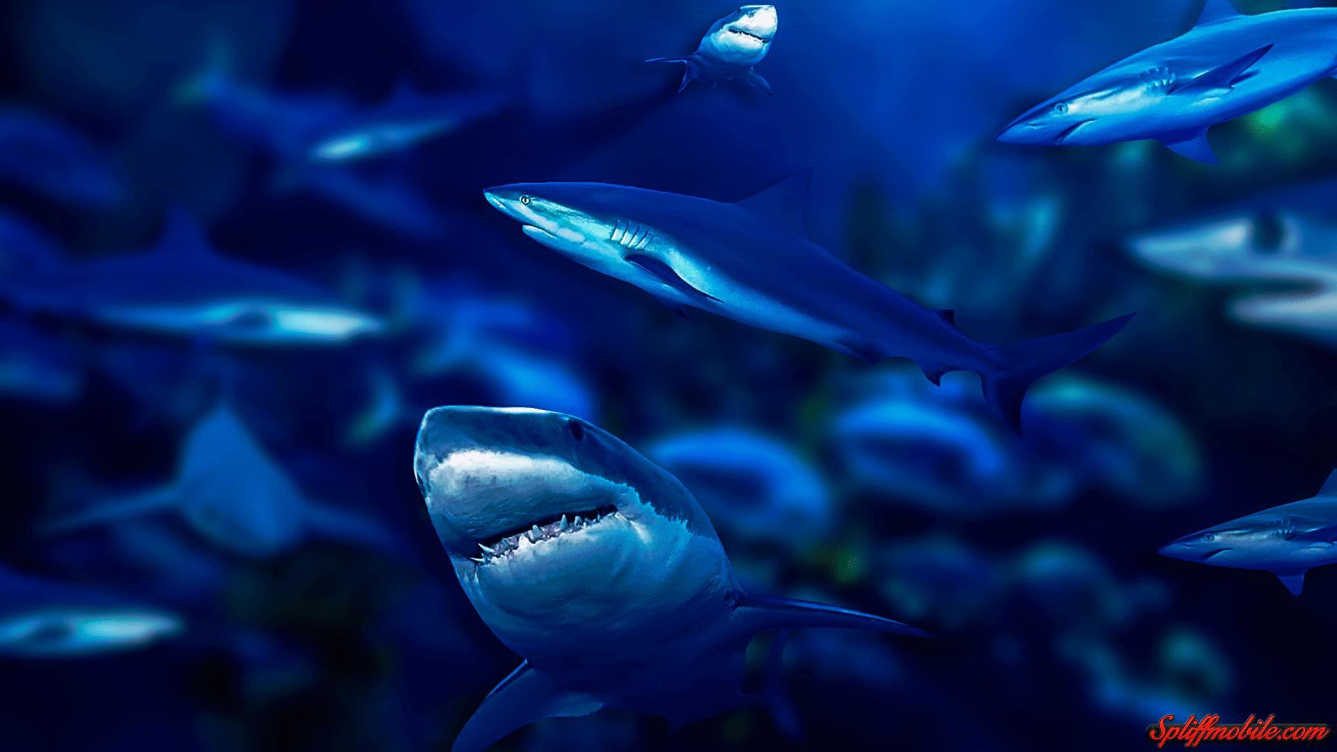 1920x1080 Cute Anime Shark Background .