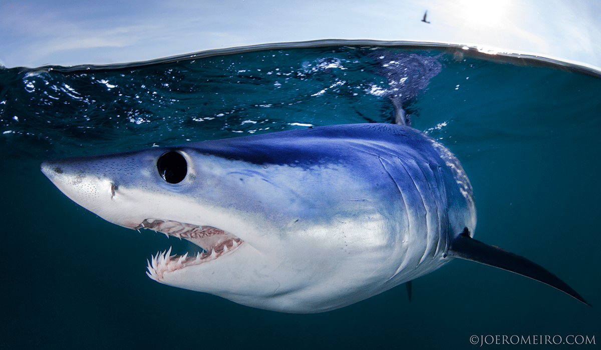 1200x700 Mako Shark Wallpaper