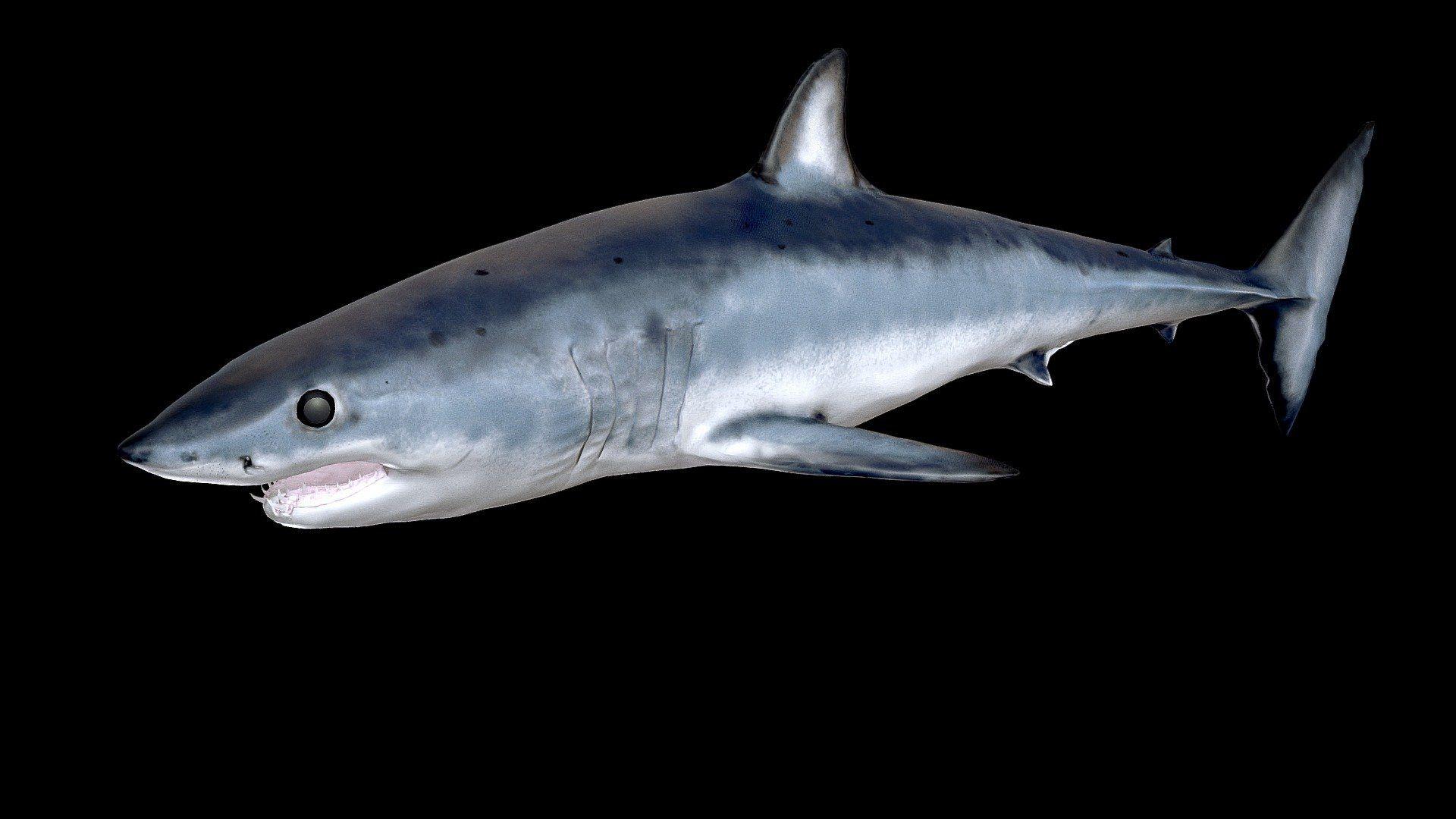 1920x1080 Model 62A Mako Shark Free 3D model by DigitalLife3D [d572770]