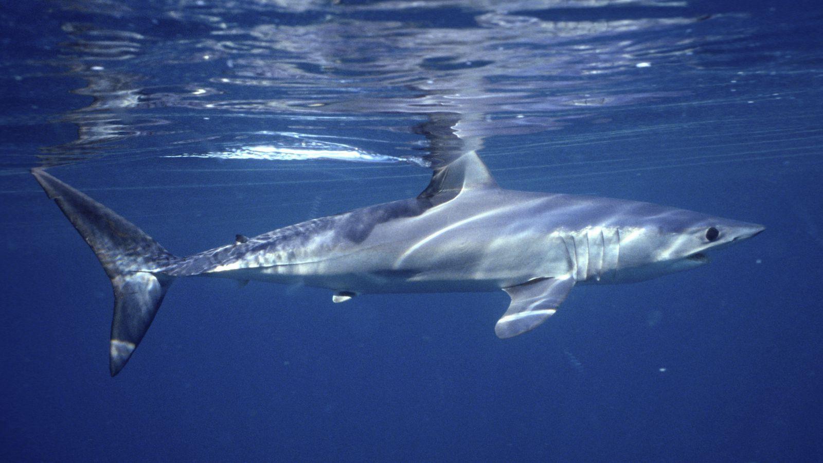 1600x900 Empty seas: Oceanic shark populations dropped 71% since 1970