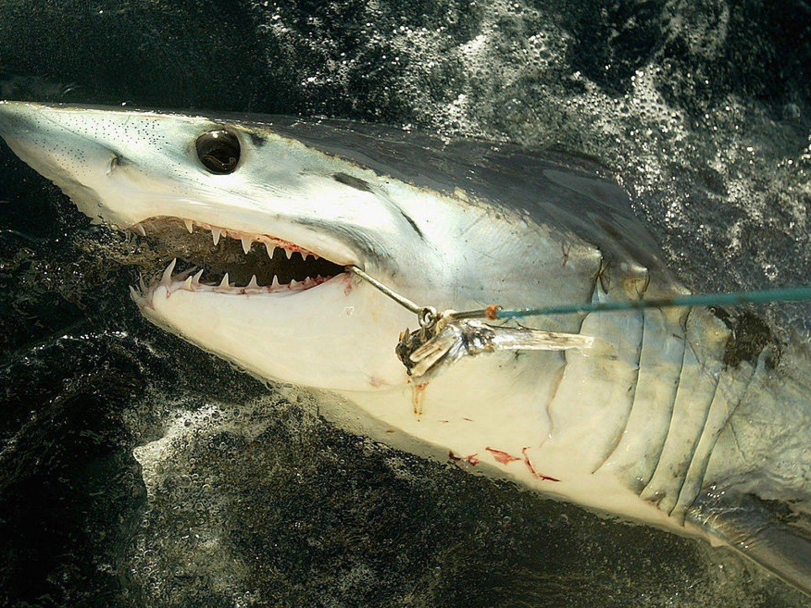 1600x1200 Scientists 'Amazed at the Power of Sharks' Share Photo of Hook Bent