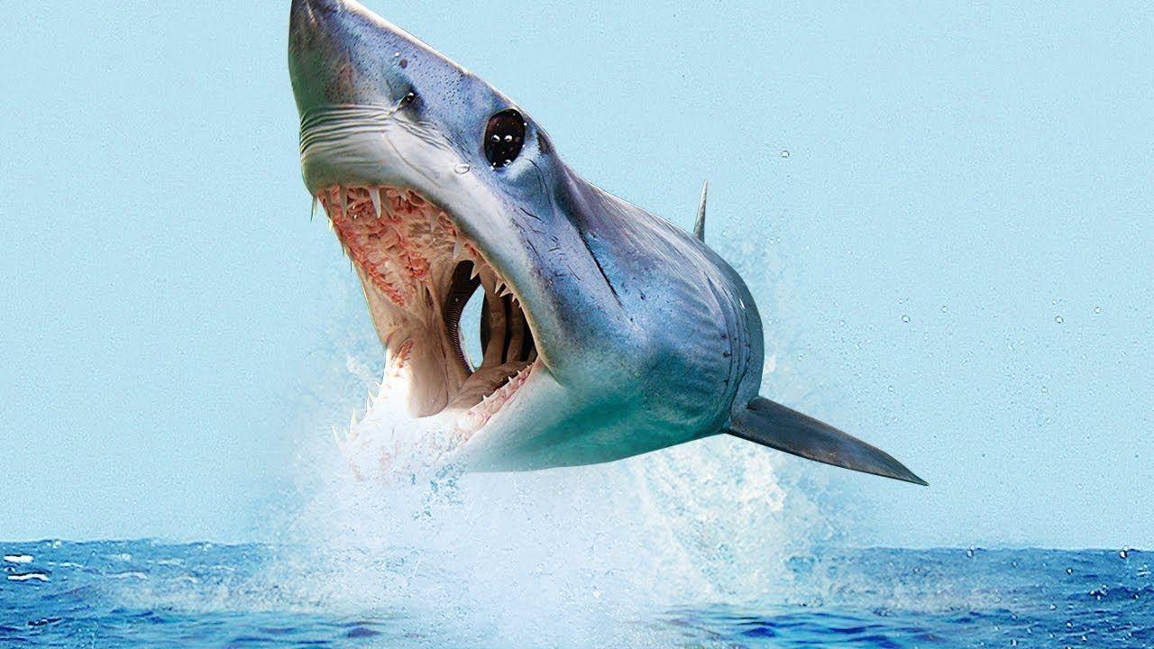 1280x720 Mako Shark Wallpaper .