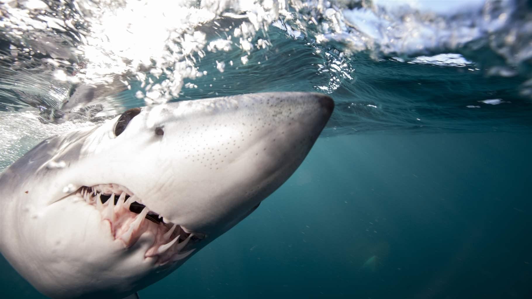 1820x1024 Shortfin Mako Shark Wallpaper