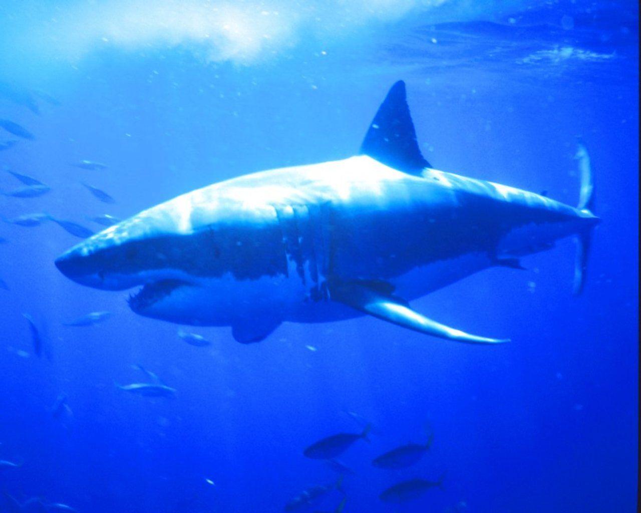 1280x1024 Mako Shark Wallpaper