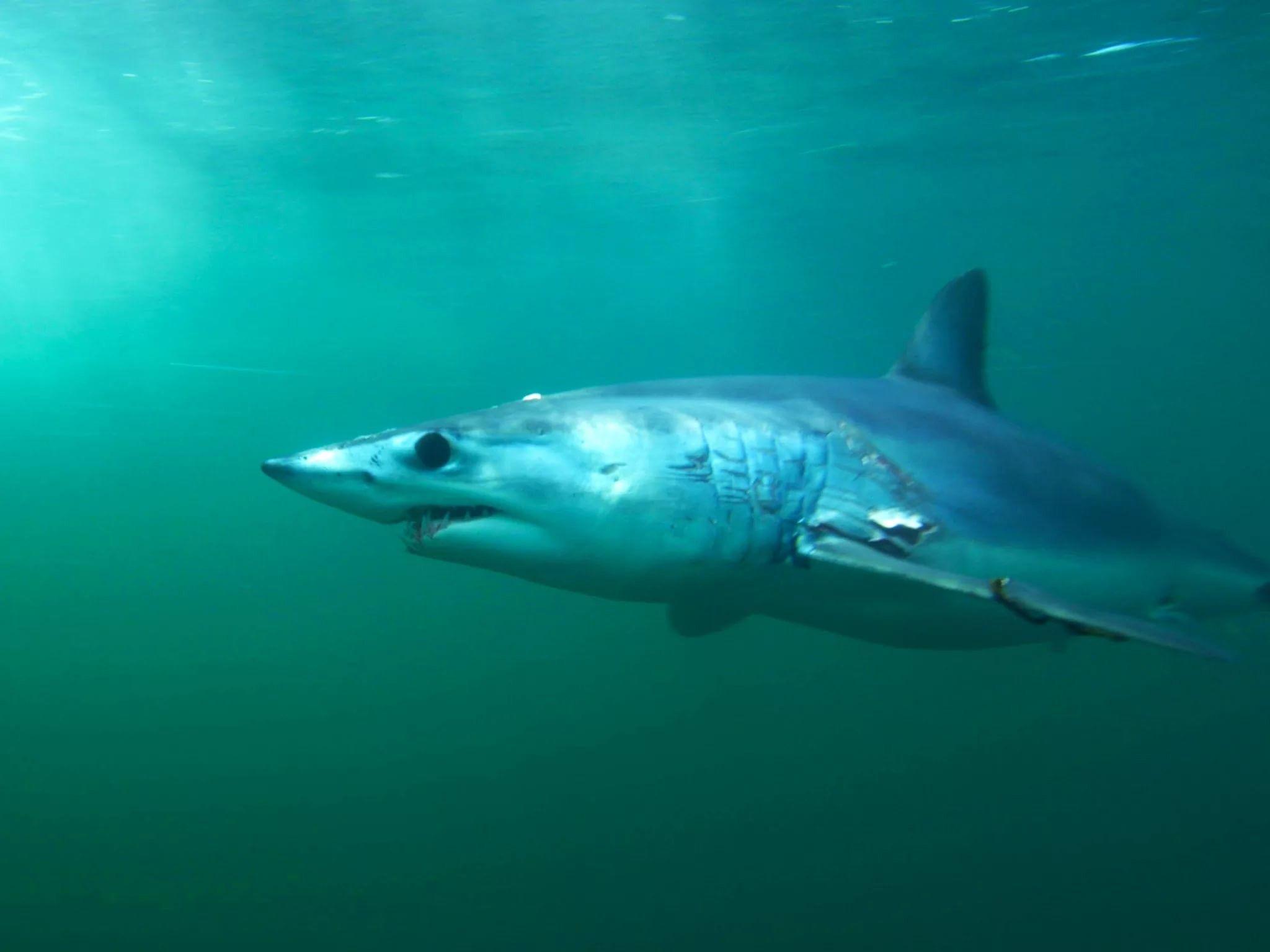 2048x1535 Mako Shark Wallpaper 1920X1080 .