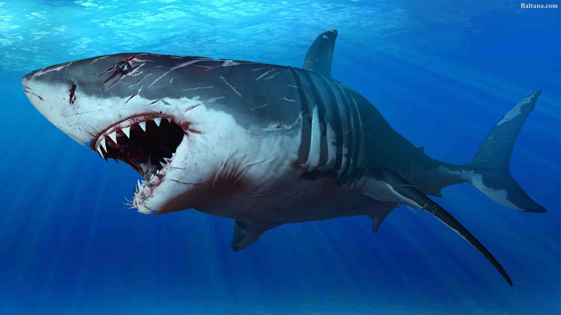 1920x1080 Shark Wallpaper HD 31848