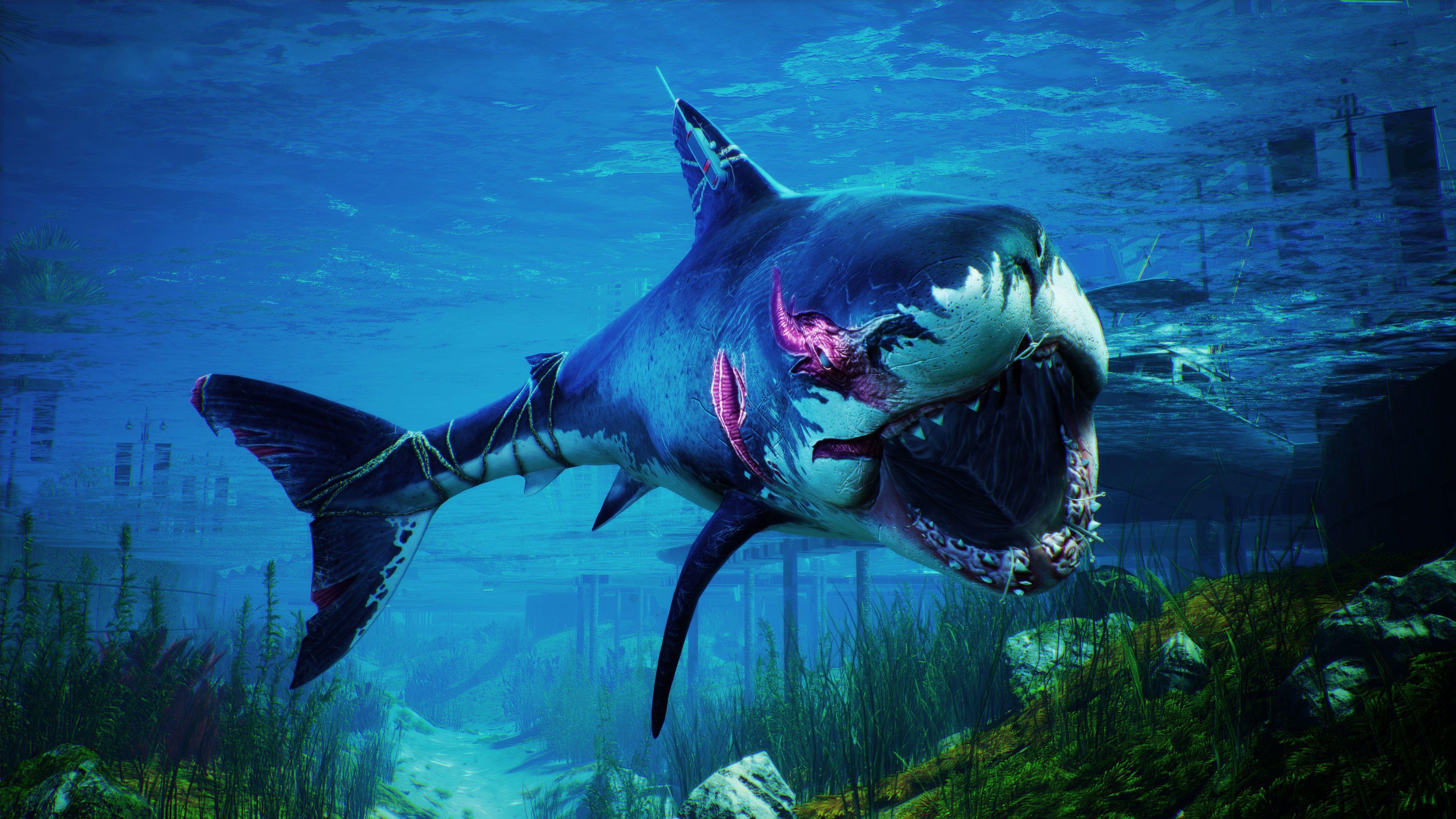 3840x2160 Mako Shark Phone Wallpaper .