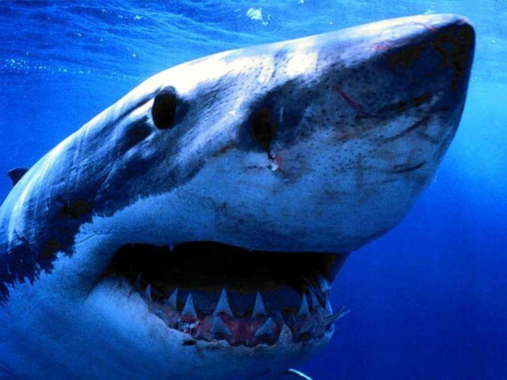 1024x768 Sharks Wallpaper: ♥ Shark ♥. Shark, Shark picture, Shark fishing
