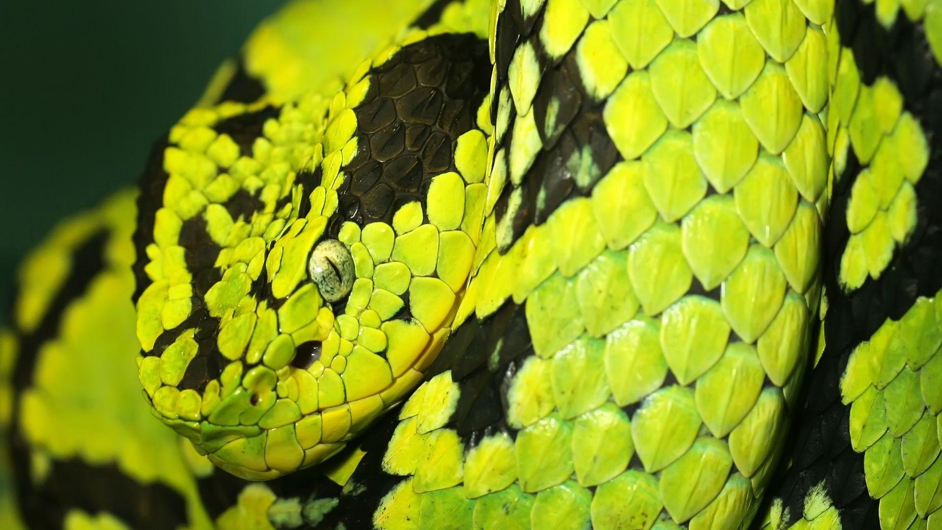 1920x1080 Free download Green and Black Snake High Definition Wallpaper HD wallpaper [1920x1080] for your Desktop, Mobile & Tablet. Explore Black Snake Wallpaper. Cool Snake Wallpaper, Snake Wallpaper, Live Snake Wallpaper