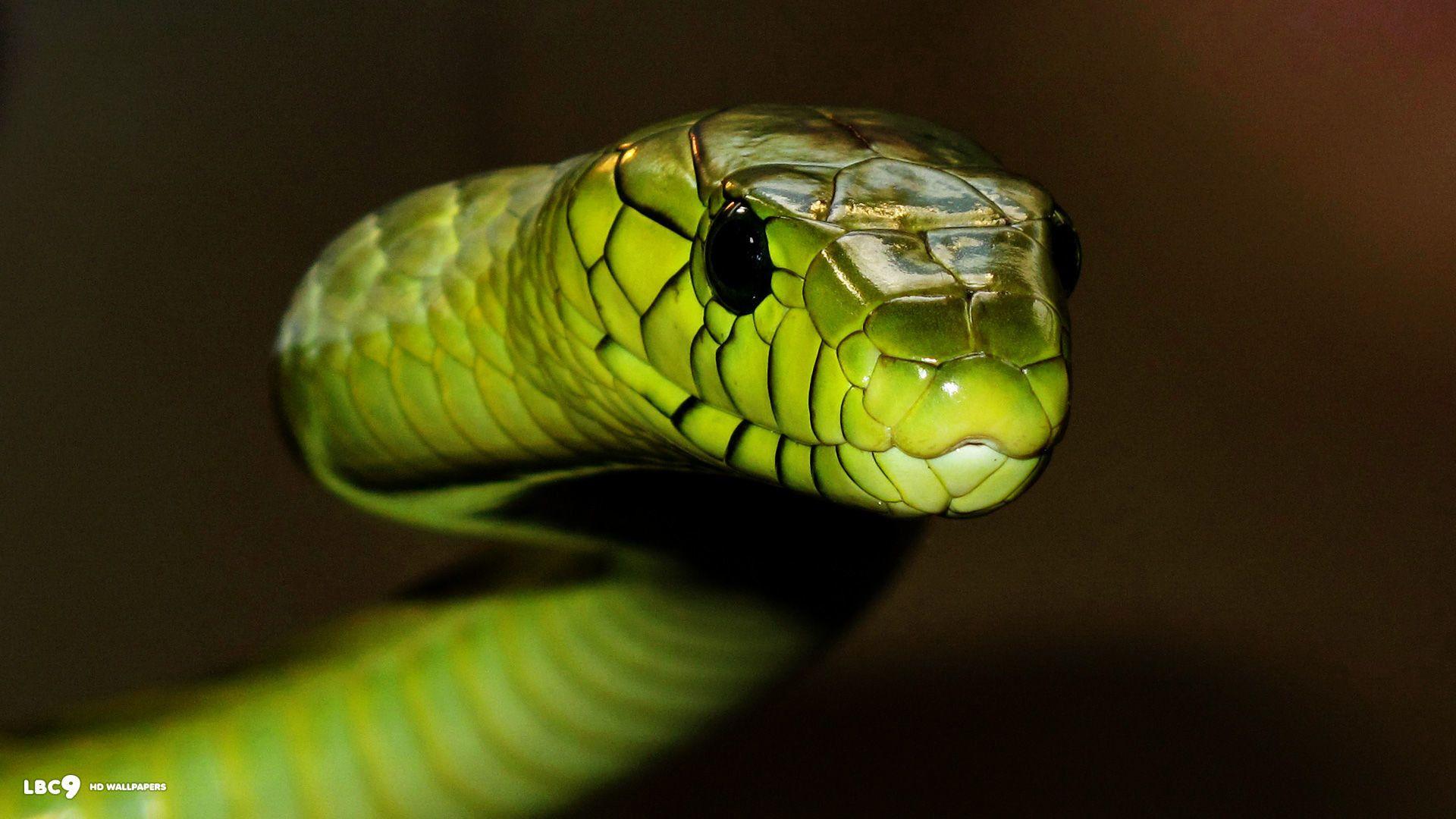 Green and Black Snake Wallpapers - Top Free Green and Black Snake ...