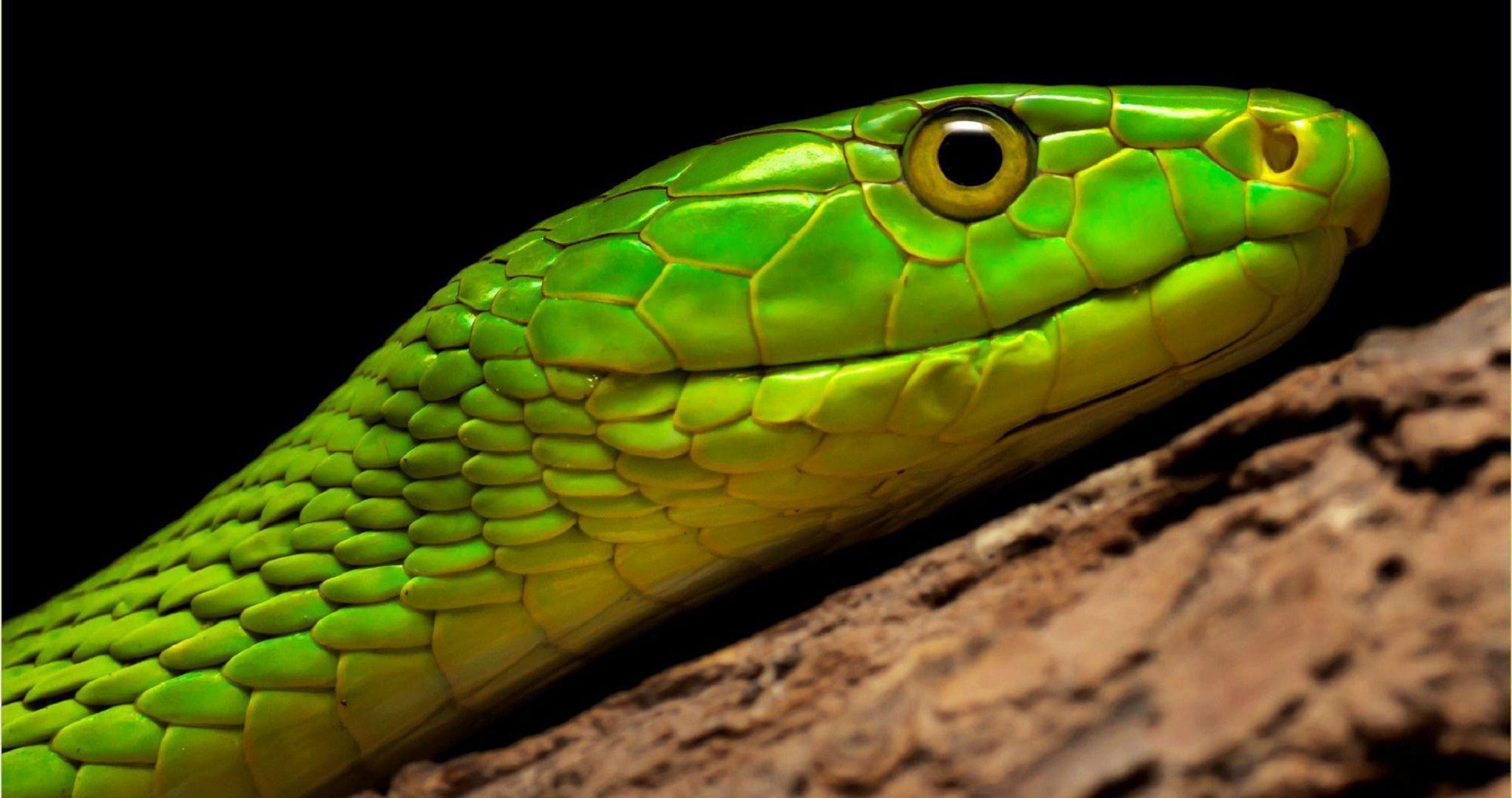 2045x1080 Green Mamba Wallpaper