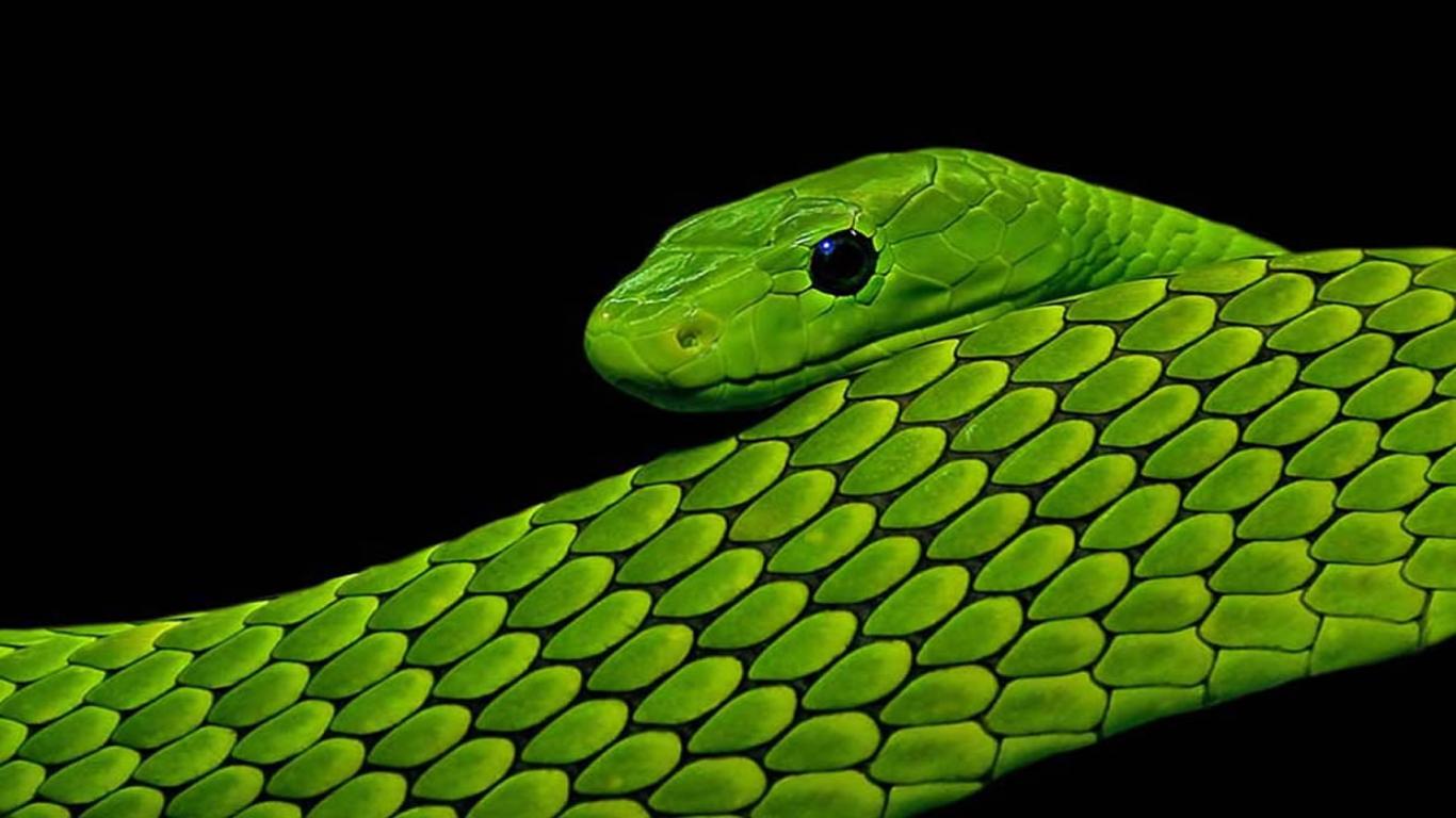Green and Black Snake Wallpapers - Top Free Green and Black Snake ...