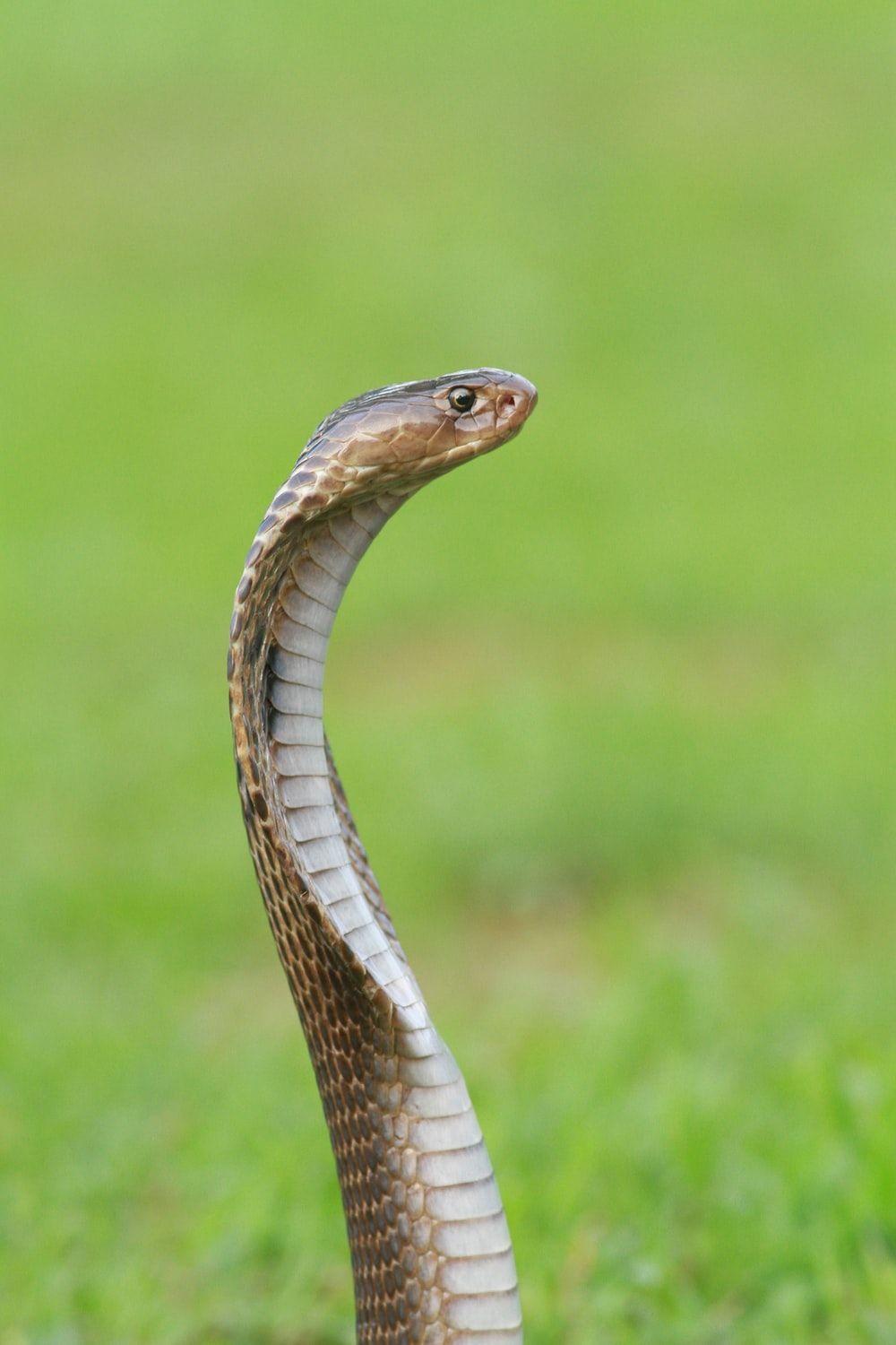 1000x1500 Snake Picture. Download Free Image