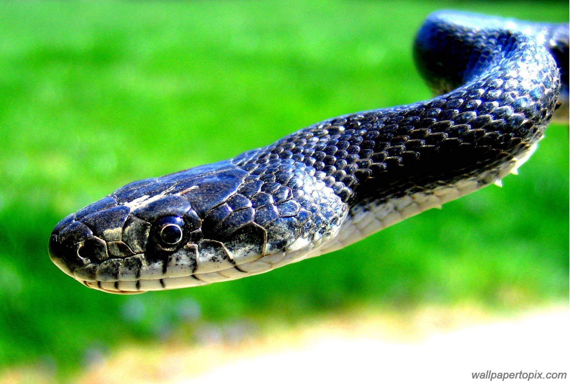 1900x1281 Black Snake Wallpaper