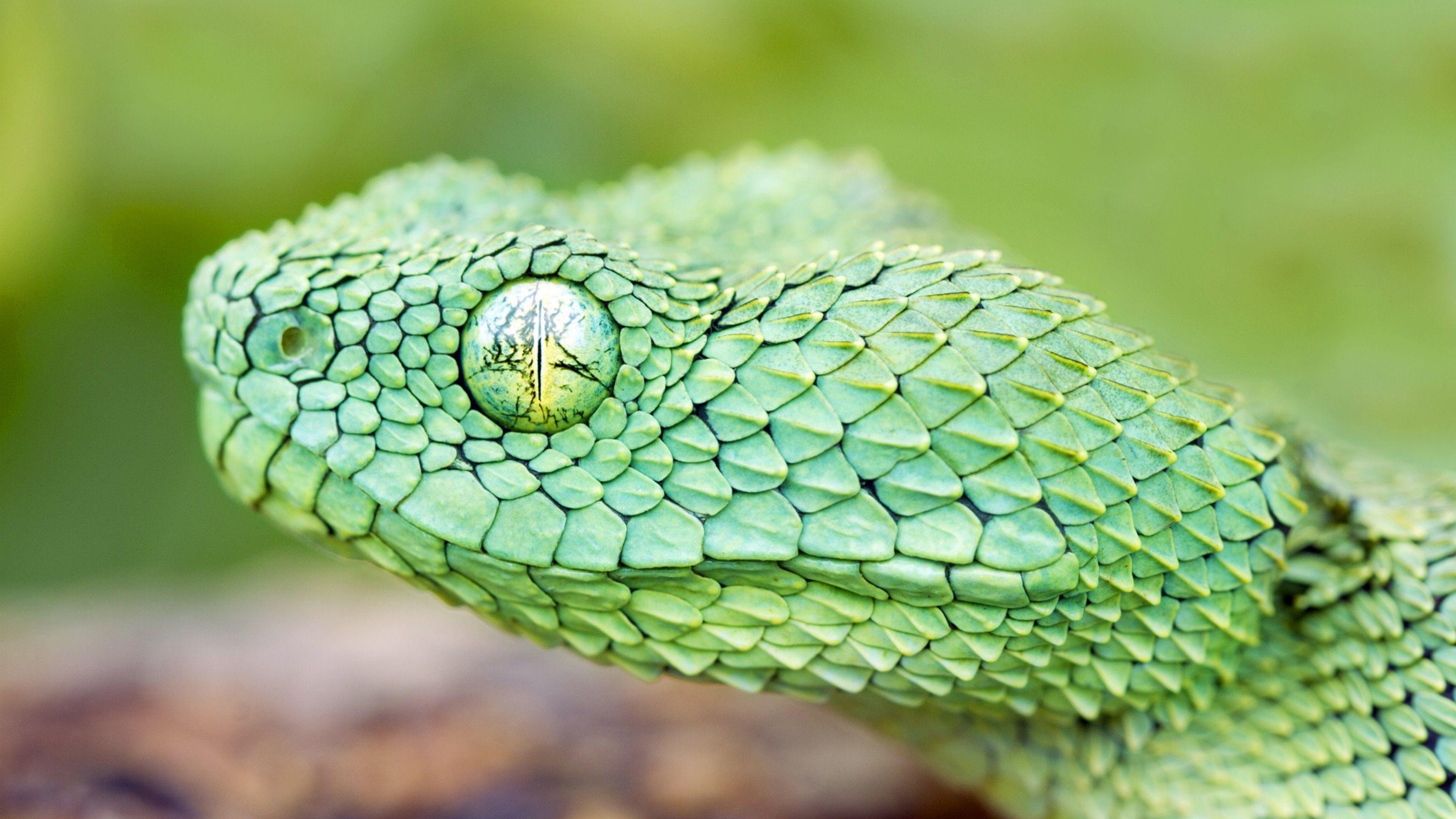 4096x2304 Black Red Tail Boa Snake Desktop Background .