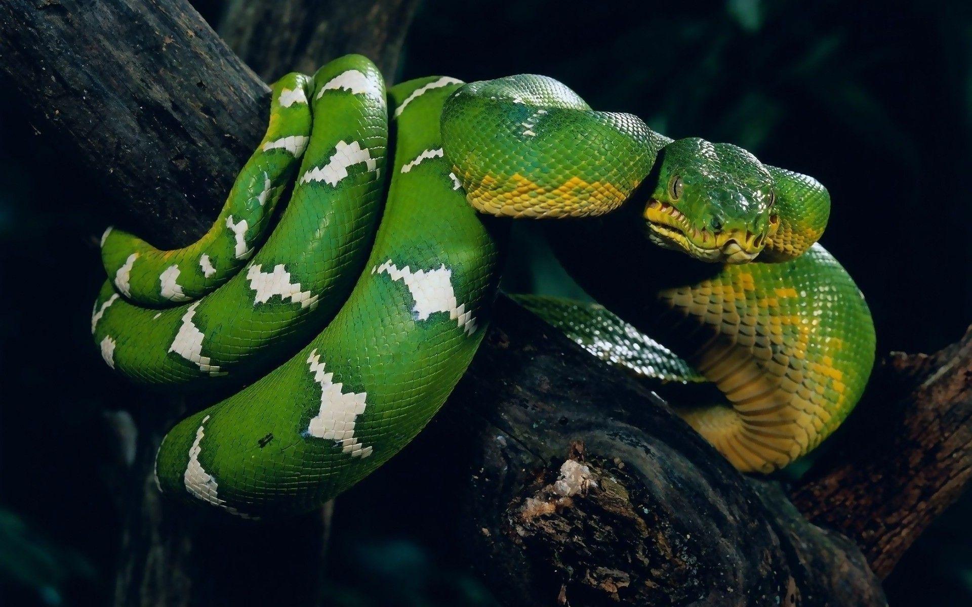 Green And Black Snake Wallpapers - Top Free Green And Black Snake 