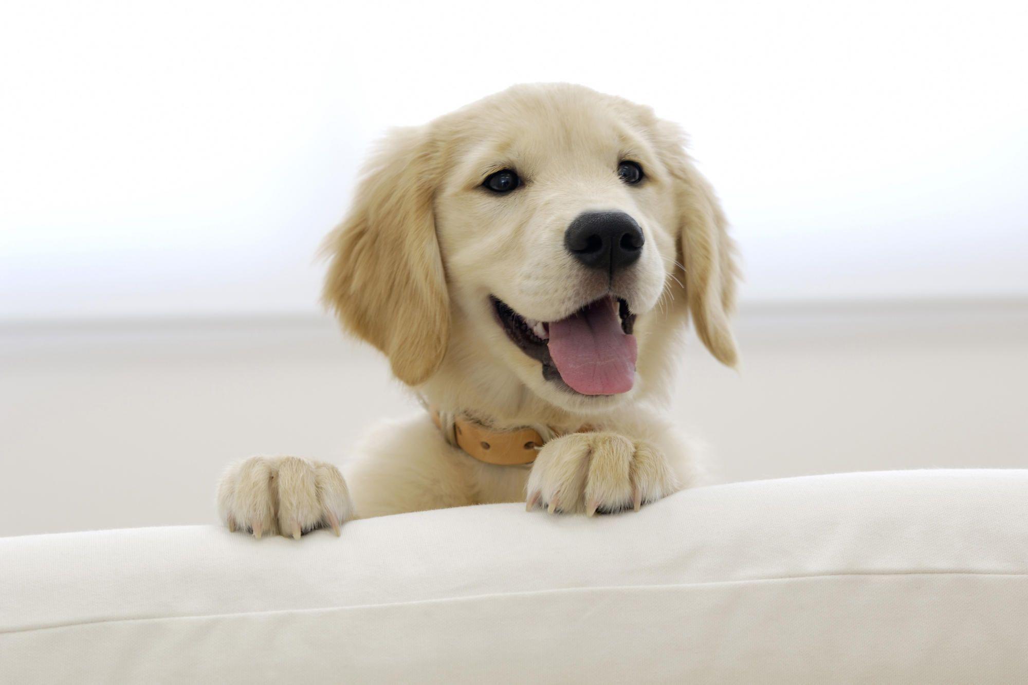 2000x1333 Cute Puppy HD Wallpaper