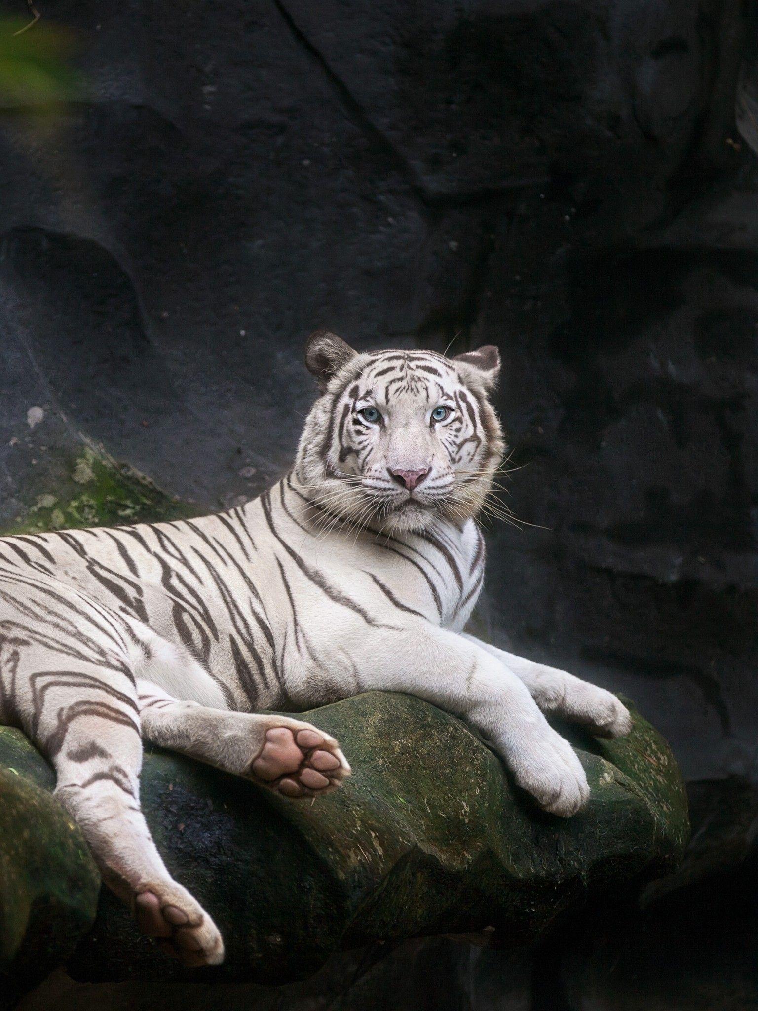 1536x2048 White Bengal Tiger 4K Wallpaper, Zoo, Cave, White tiger, Wild, 5K, Animals