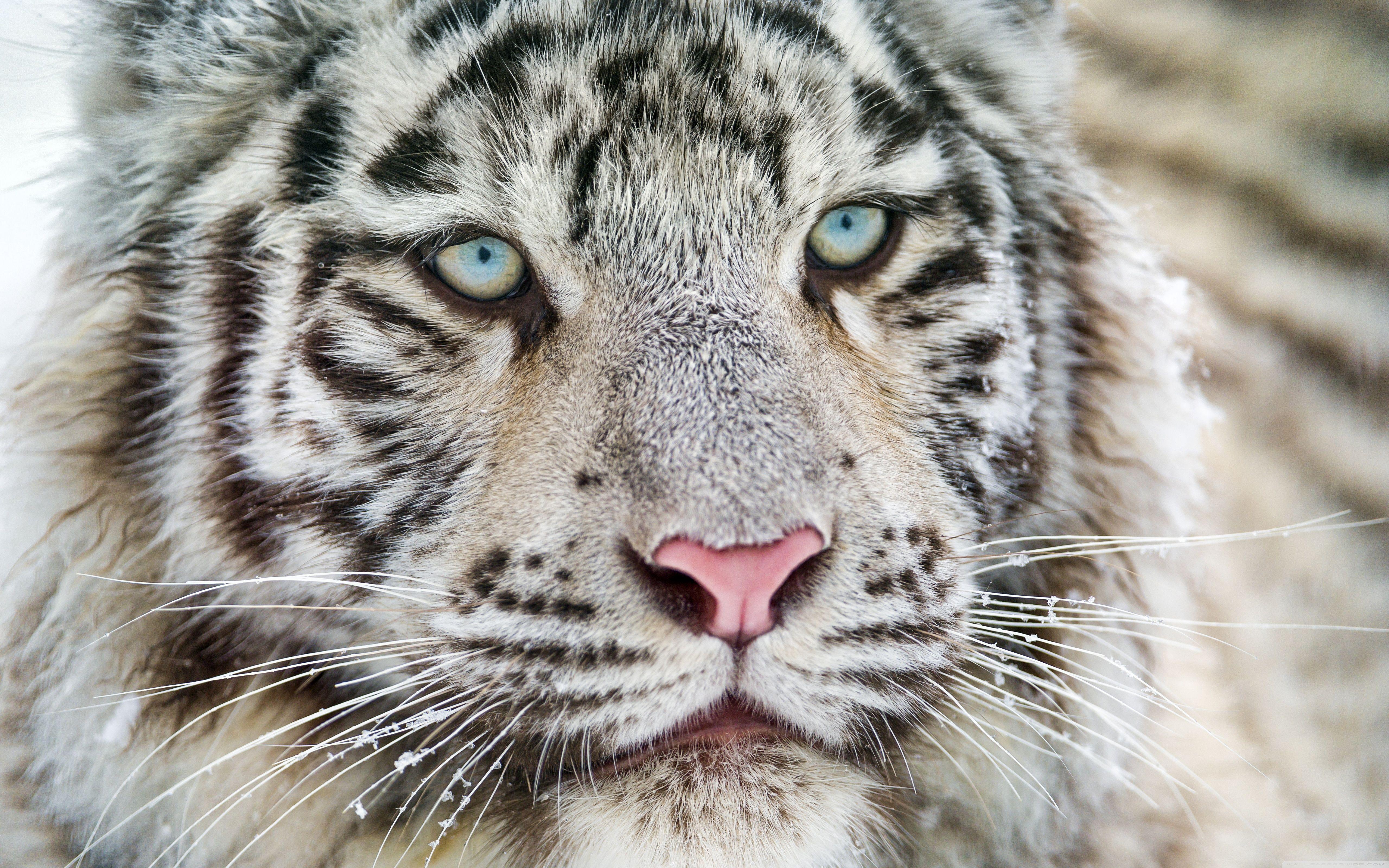 5120x3200 Download White Bengal Tiger Cub Portrait UltraHD Wallpaper