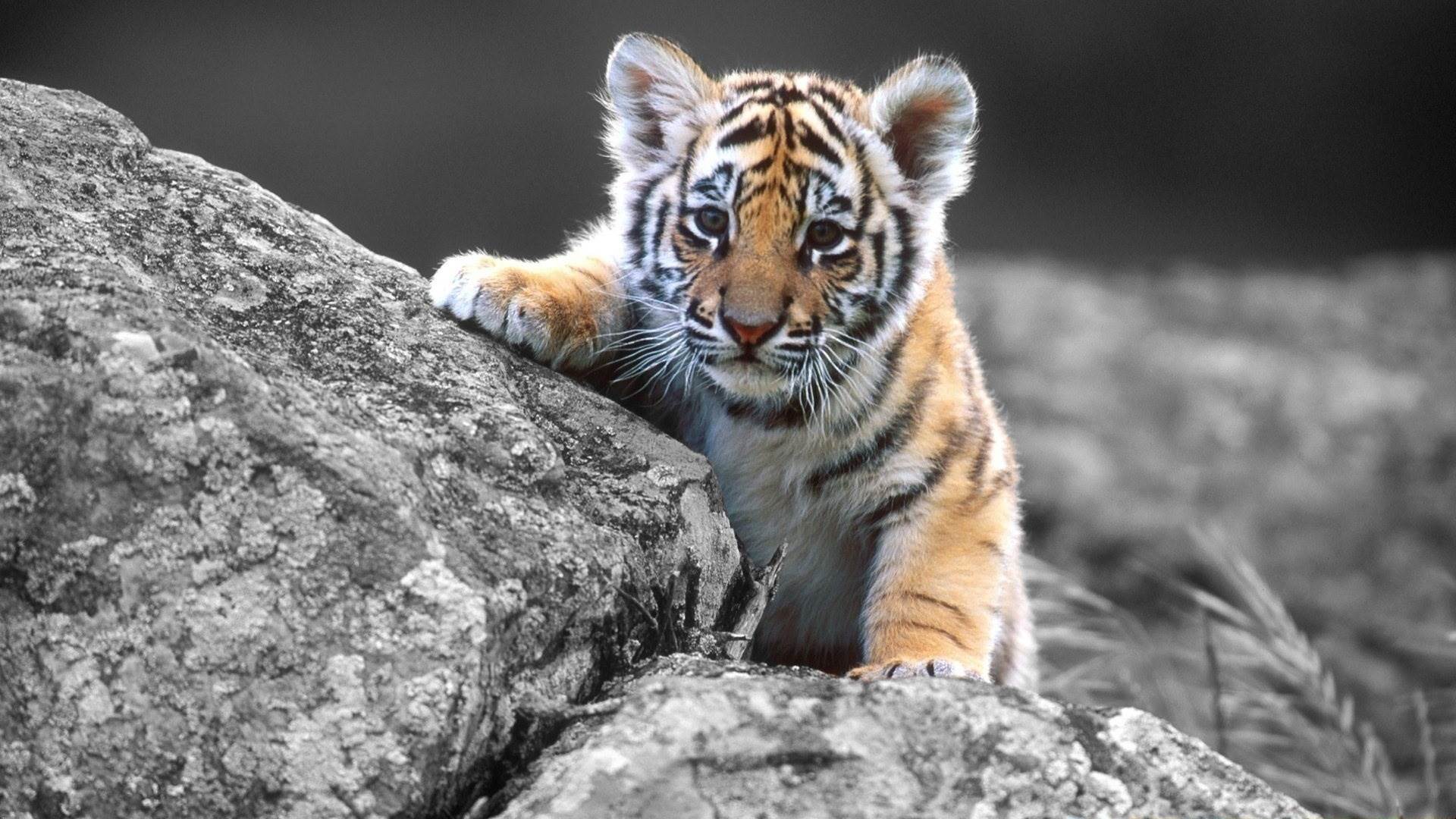 1920x1080 White Bengal Tiger Wallpaper Wallpaper 1920x1080