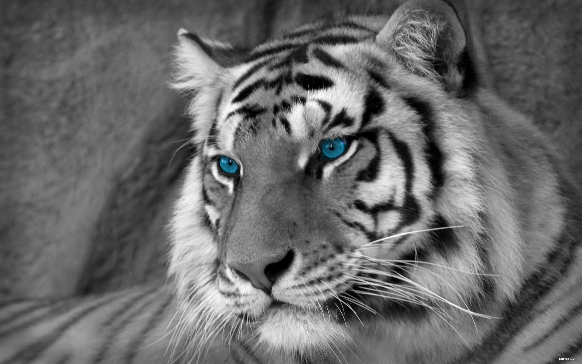 1920x1200 White Tigers Wallpaper