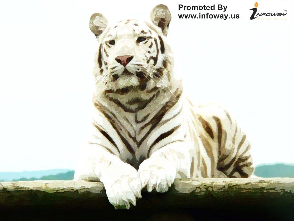 1024x768 white bengal tiger wallpaper HD wallpaper. white bengal ti