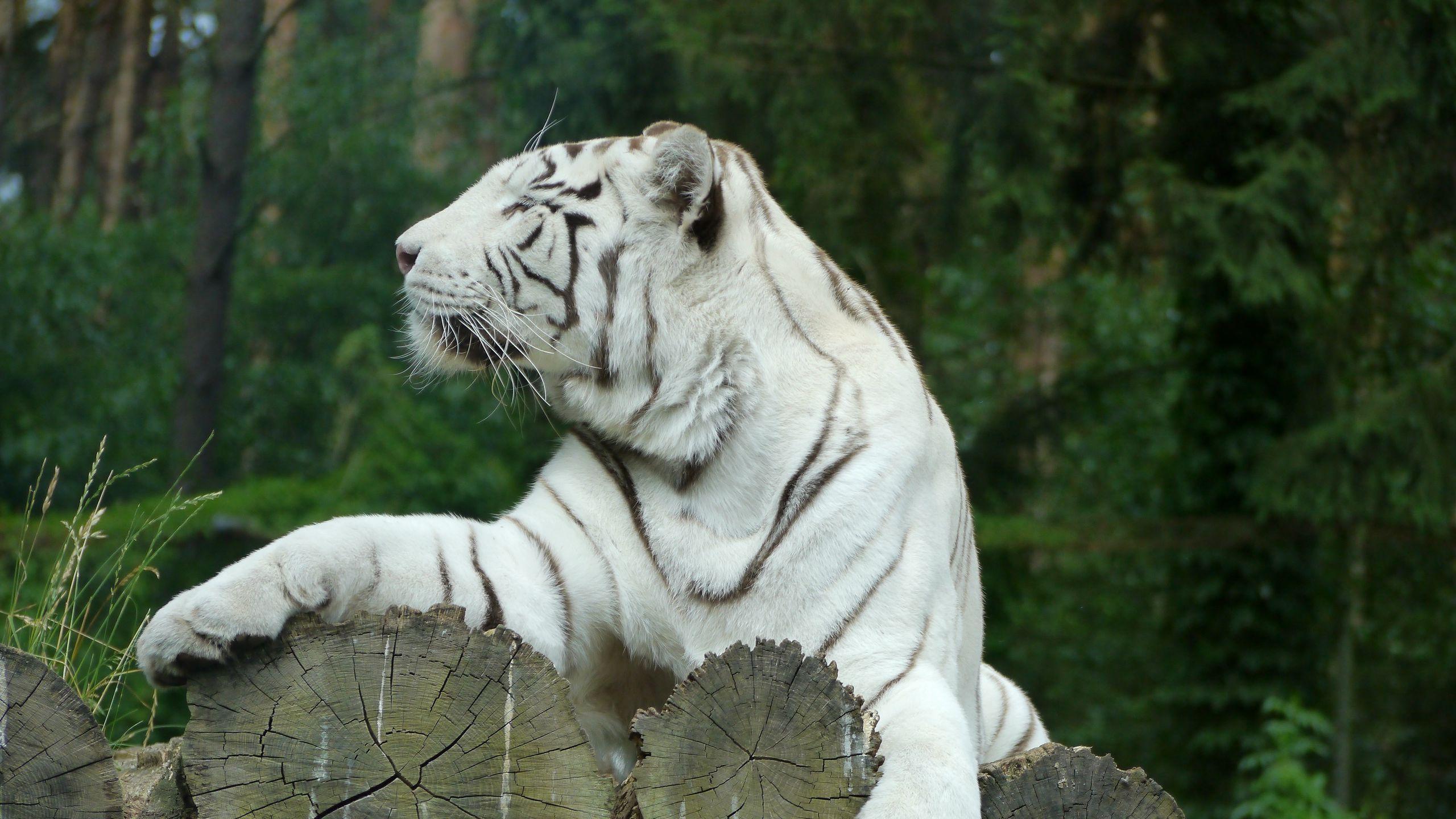 2560x1440 Download wallpaper 2560x1440 white tiger, bengal tiger, predator widescreen 16:9 HD background