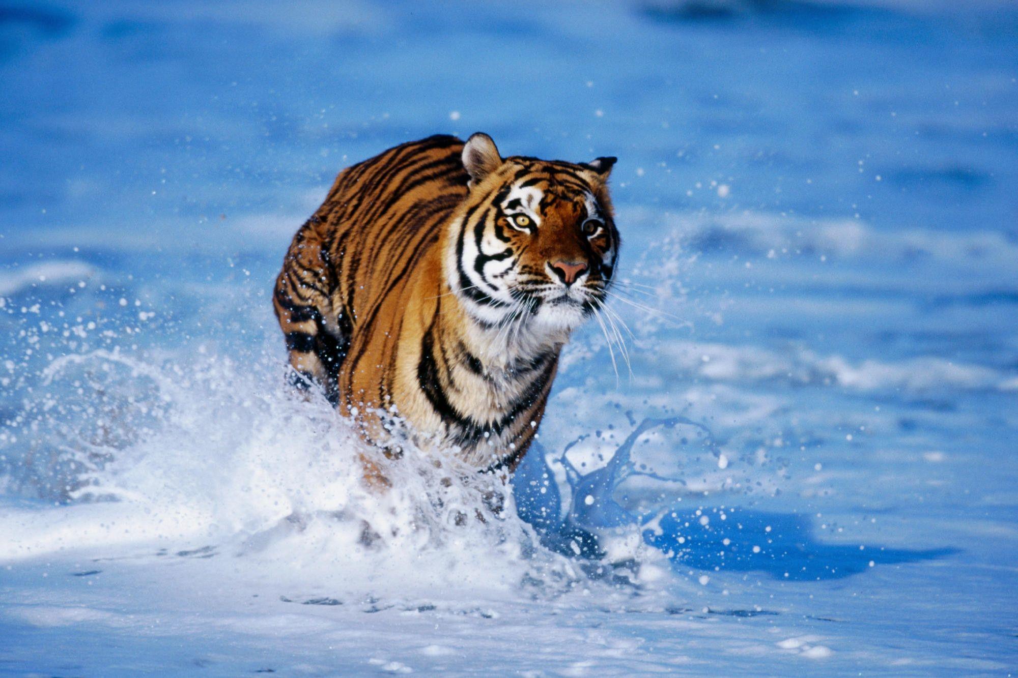 2000x1333 Free White Bengal Tiger Background .