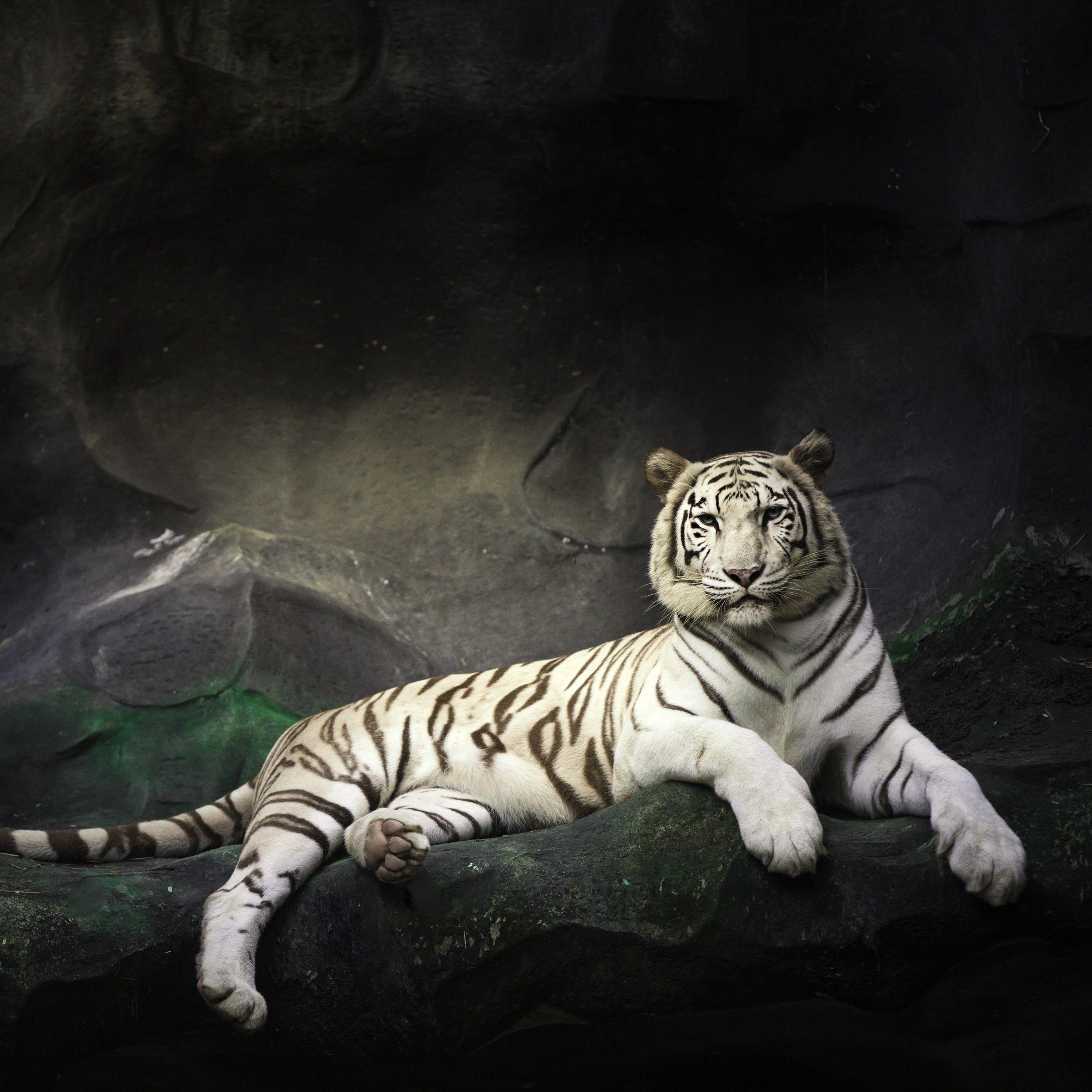 2732x2732 White Bengal Tiger 4K Wallpaper, Zoo, Cave, White tiger, Wild, Dark, Animals