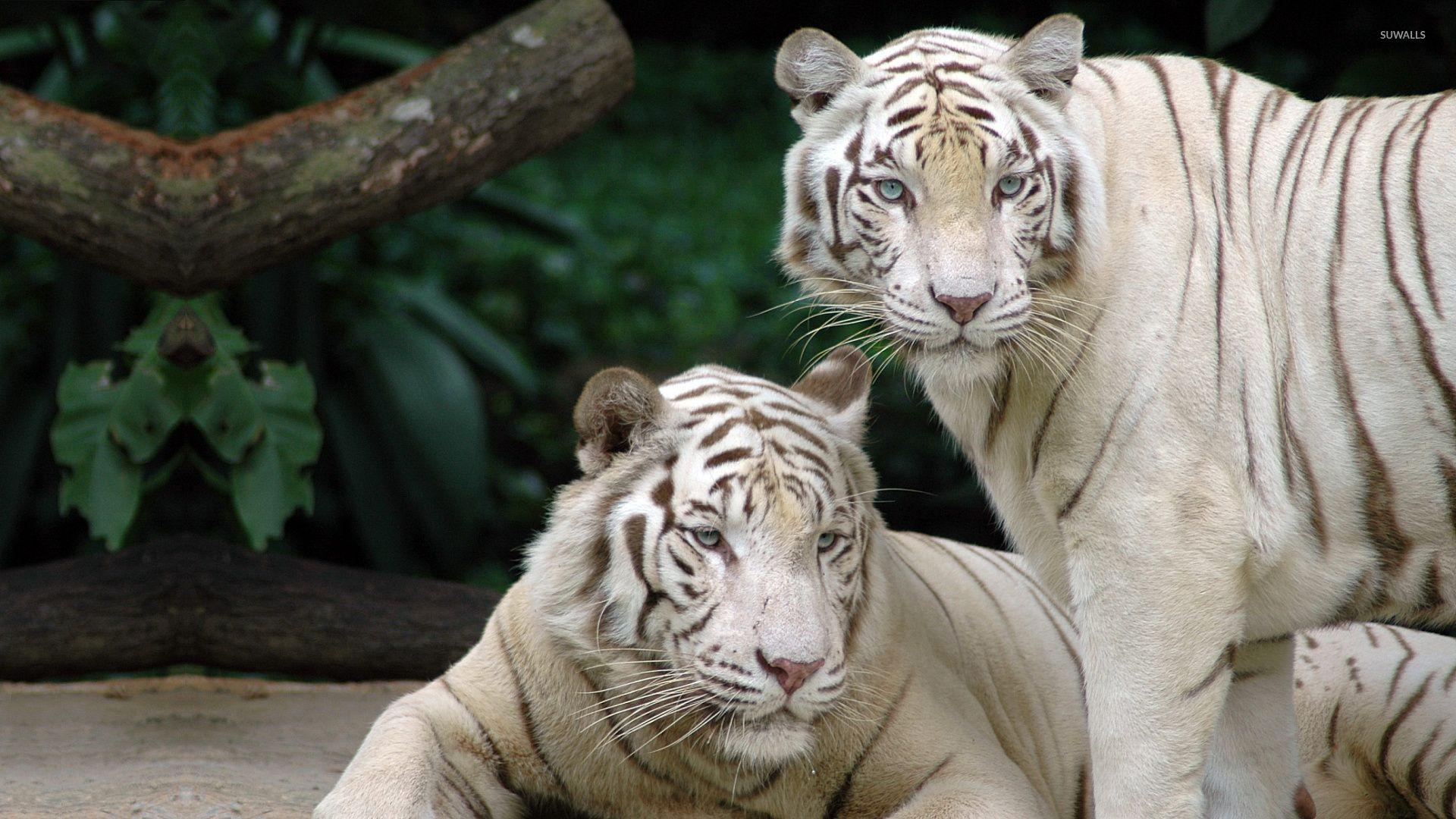 1920x1080 White Bengal Tigers wallpaper wallpaper