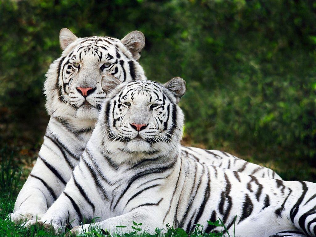 1024x768 Free download White Bengal Tiger Wallpaper Gallery [1024x768] for your Desktop, Mobile & Tablet. Explore White Bengal Tiger Wallpaper. Tiger Wallpaper, Royal Bengal Tiger Wallpaper, Live Tiger Wallpaper