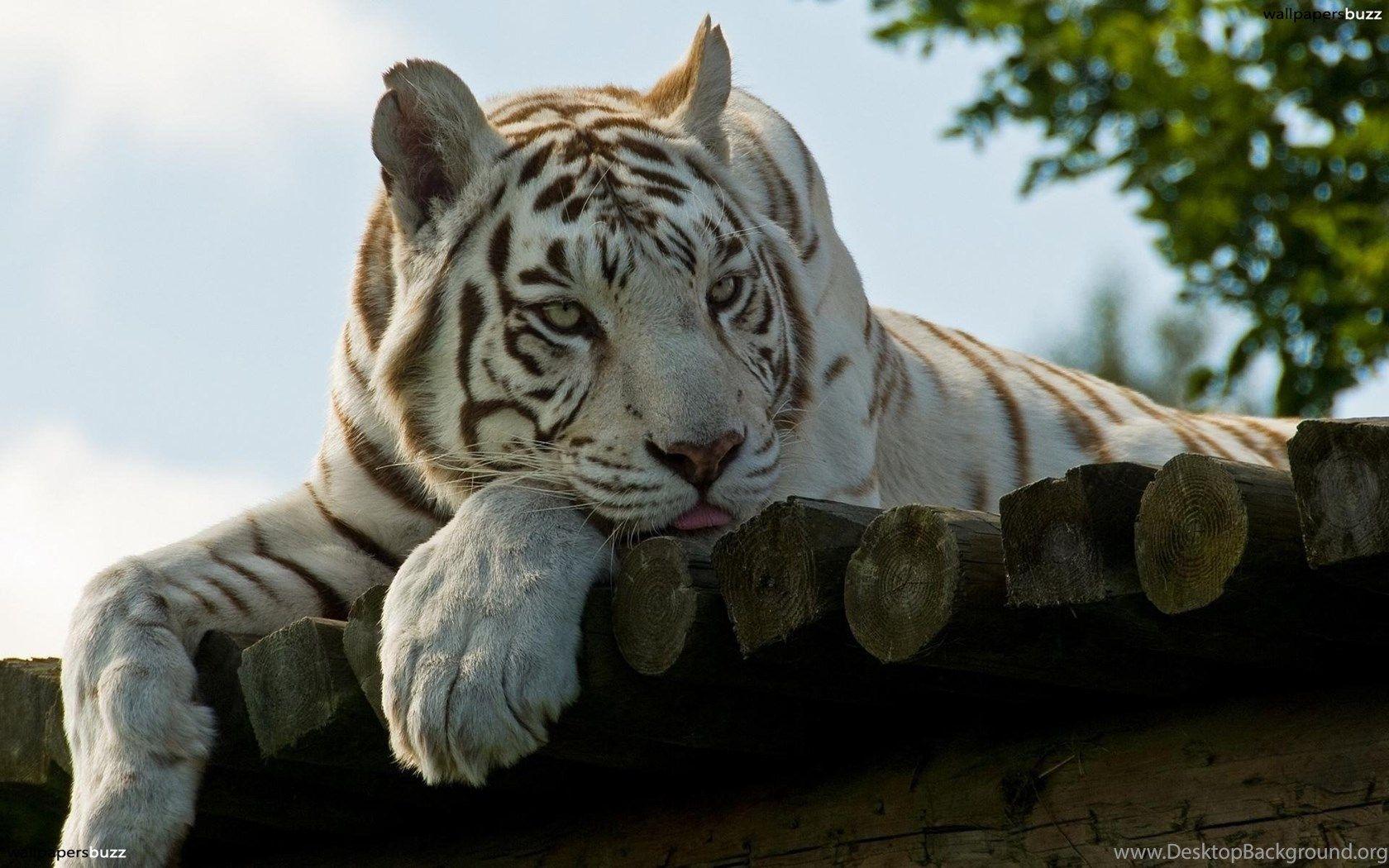 1680x1050 White Bengal Tiger HD Wallpaper Desktop Background