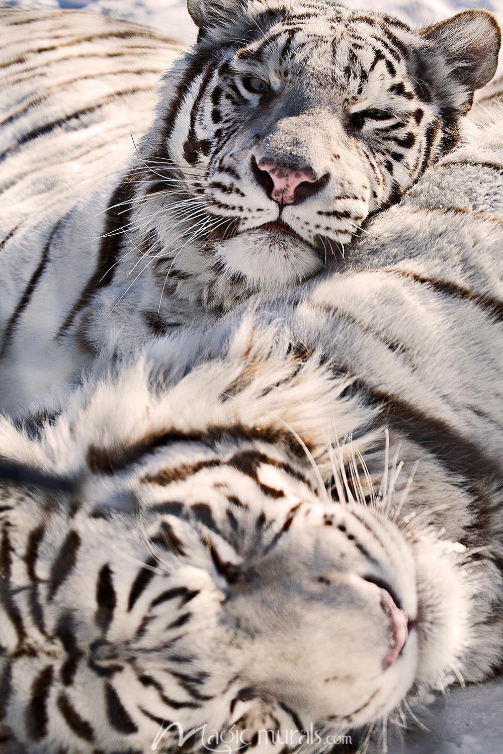1000x1500 White Bengal Tigers Wallpaper Wall Mural