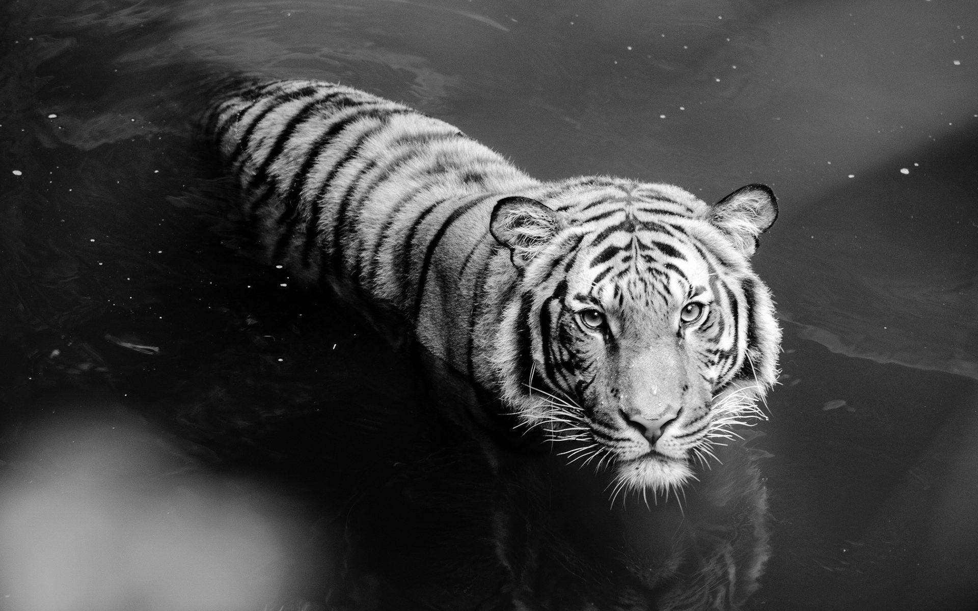 1920x1200 White Bengal Tiger Wallpaper