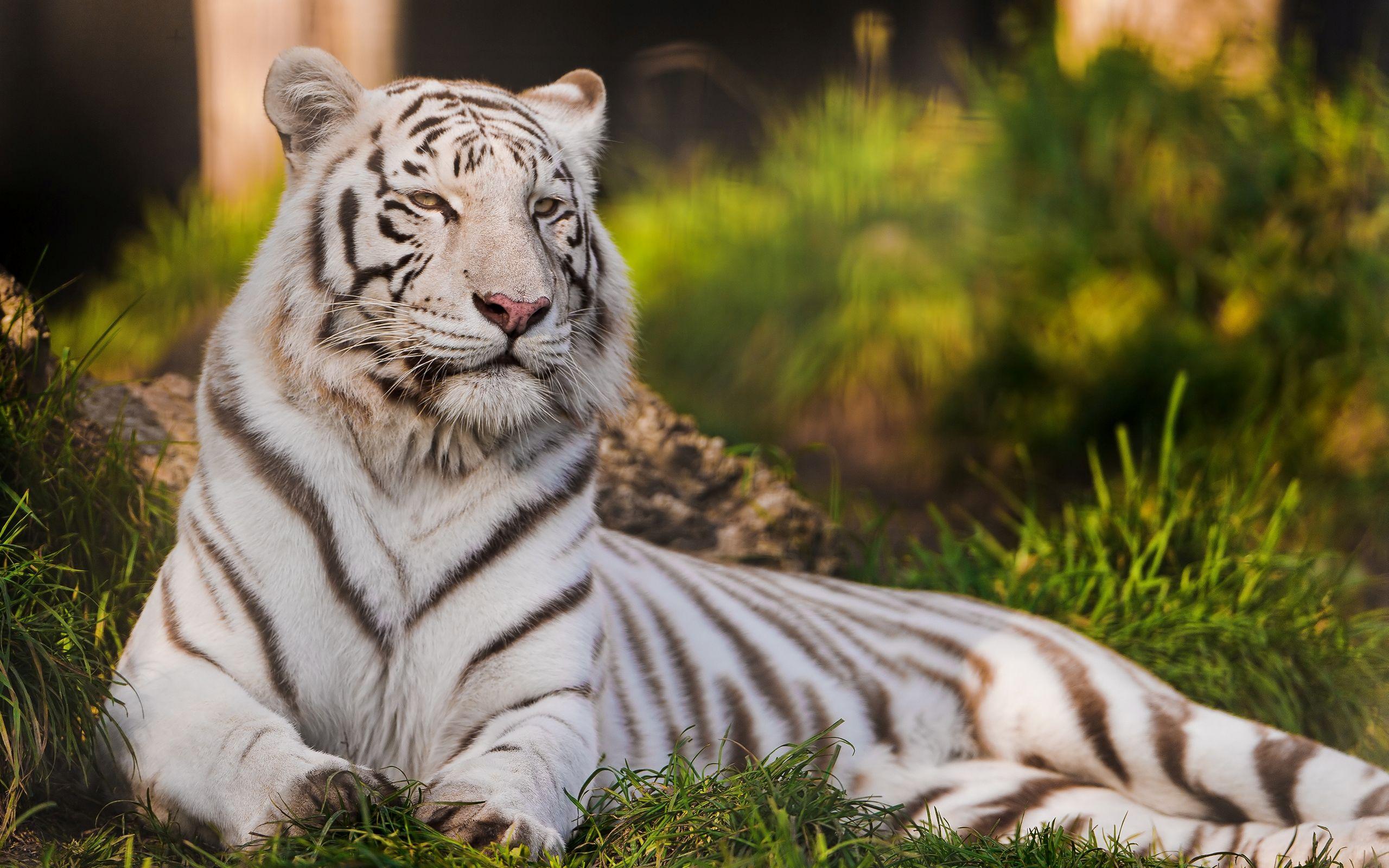 White Bengal Tiger Wallpapers - Top Free White Bengal Tiger Backgrounds ...