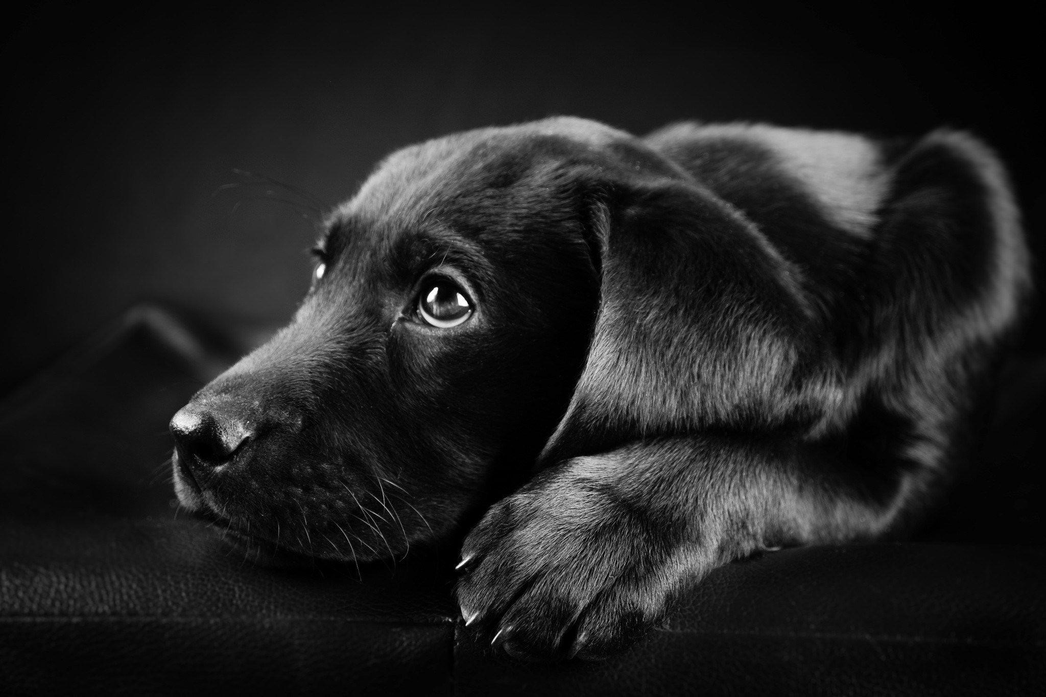 Cute Black Dog Wallpapers - Top Free Cute Black Dog Backgrounds -  WallpaperAccess