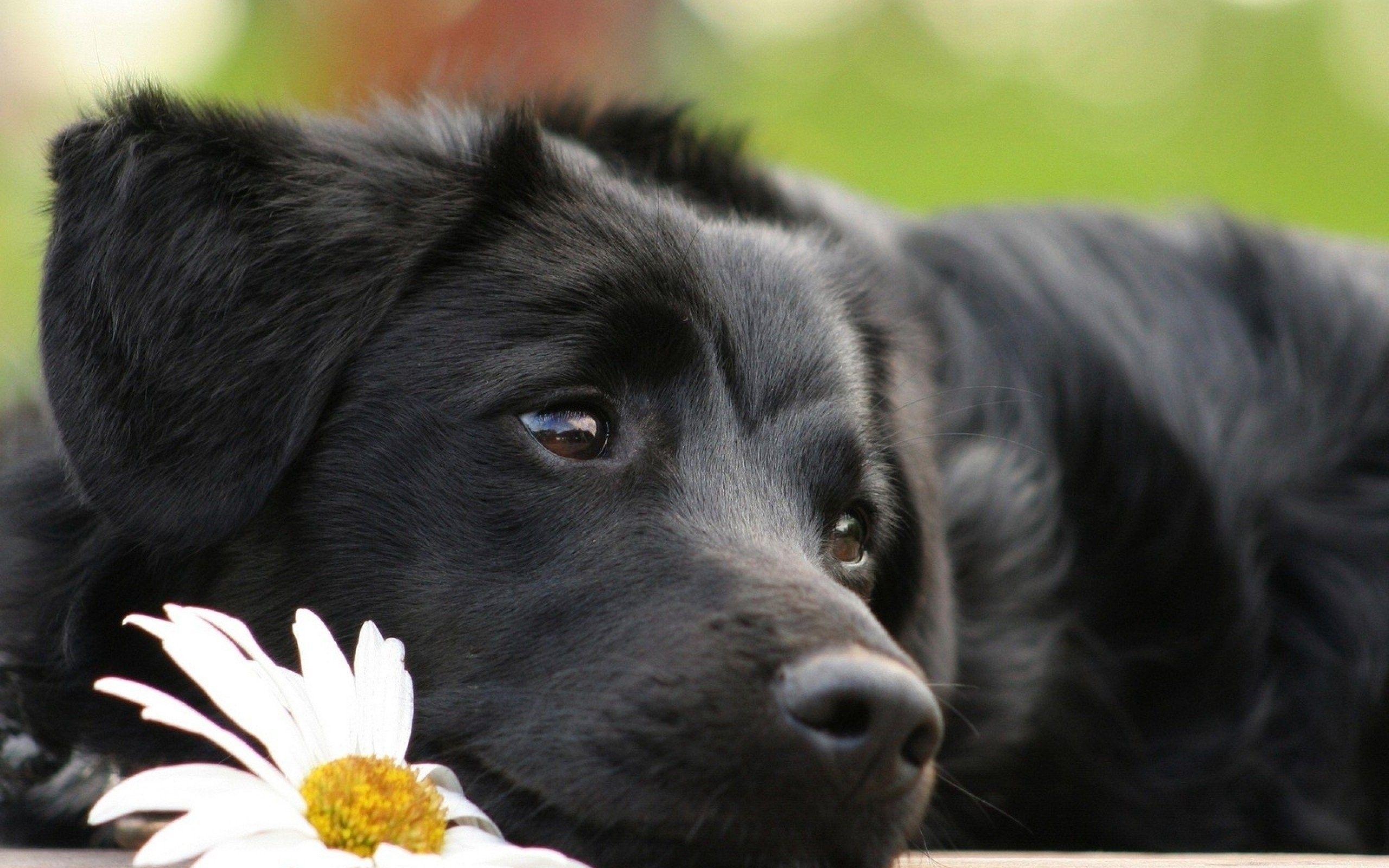 Cute Black Dog Wallpapers - Top Free Cute Black Dog Backgrounds - WallpaperAccess