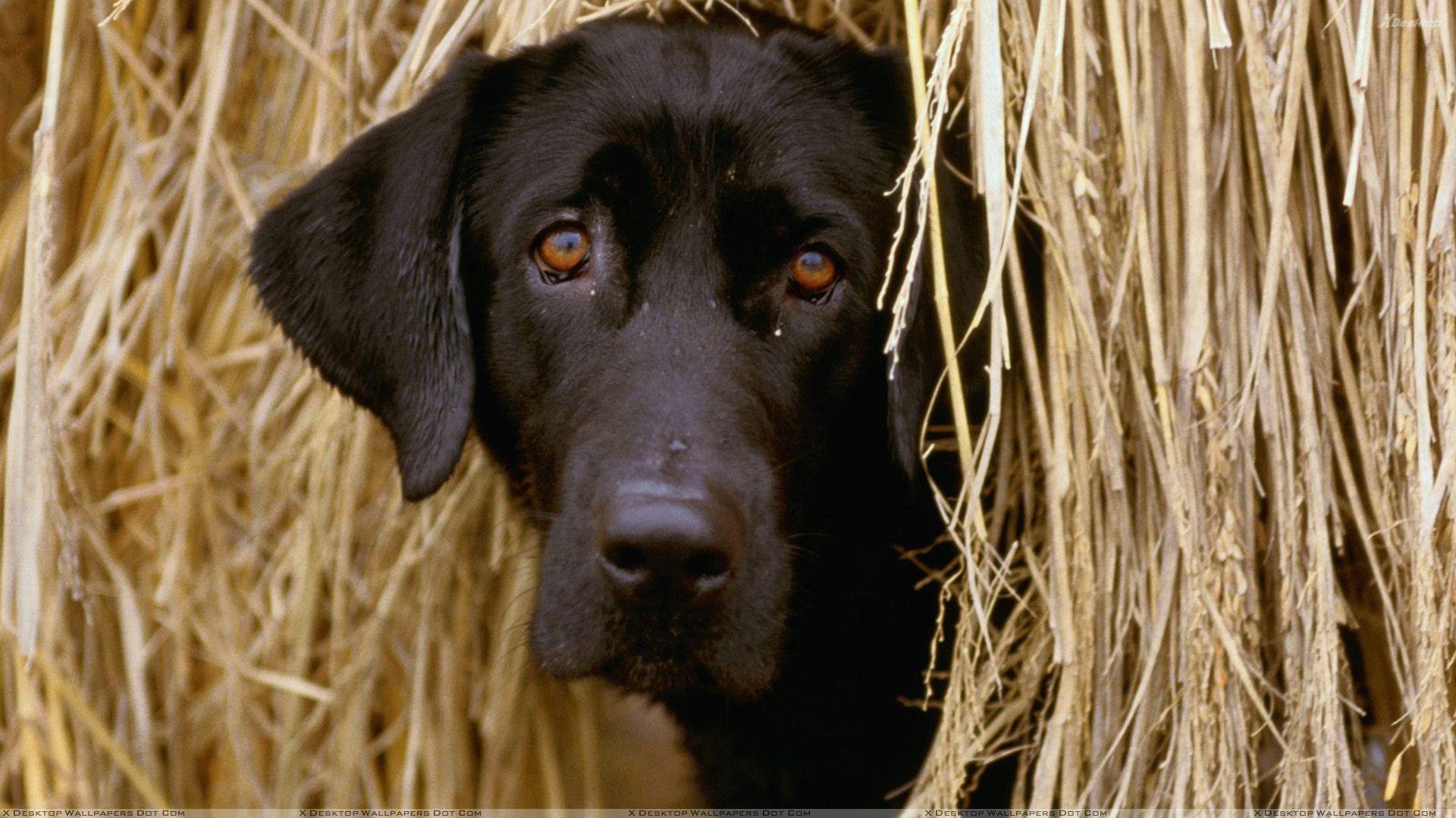 1920x1080 Cute Black Dog Wallpaper HD