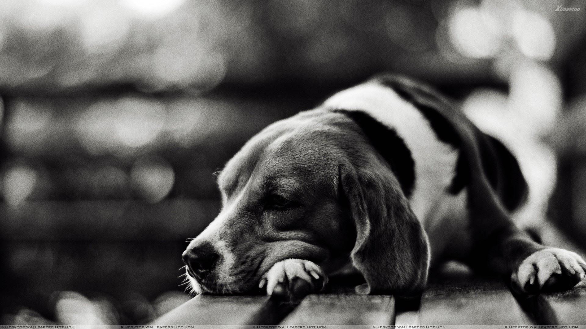1920x1080 Free download Cute Dog Sleeping Black N White Picture Wallpaper [1920x1080] for your Desktop, Mobile & Tablet. Explore Black and White Dog Wallpaper. Dog And Cat Wallpaper, White 3D