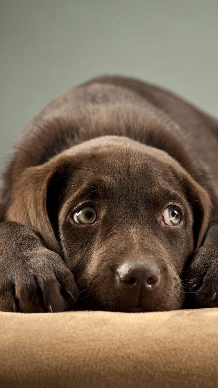 750x1334 iPhone Black Dog Wallpaper HD
