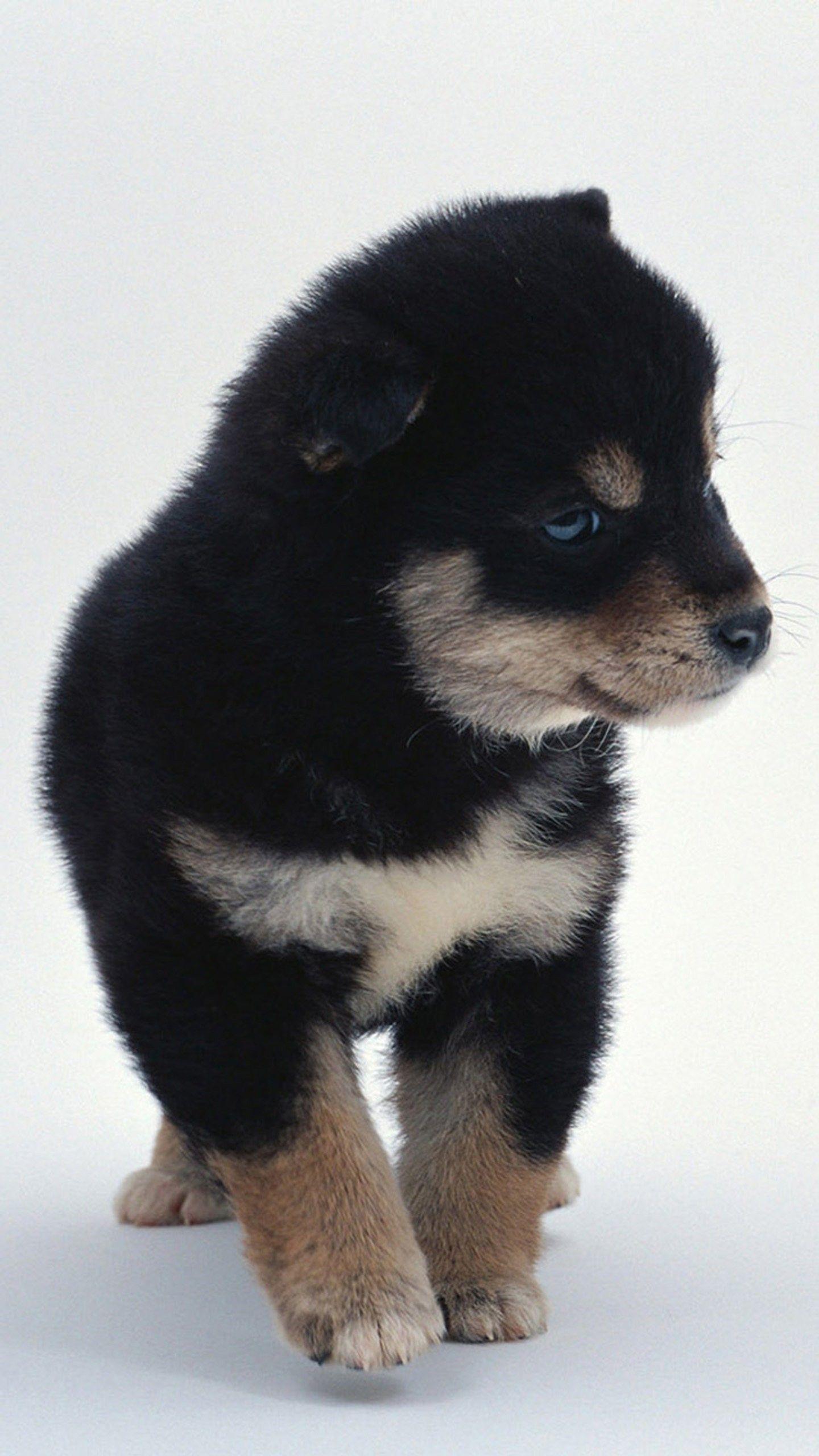 1440x2560 Cute Dogs HD Wallpaper for Galaxy S7