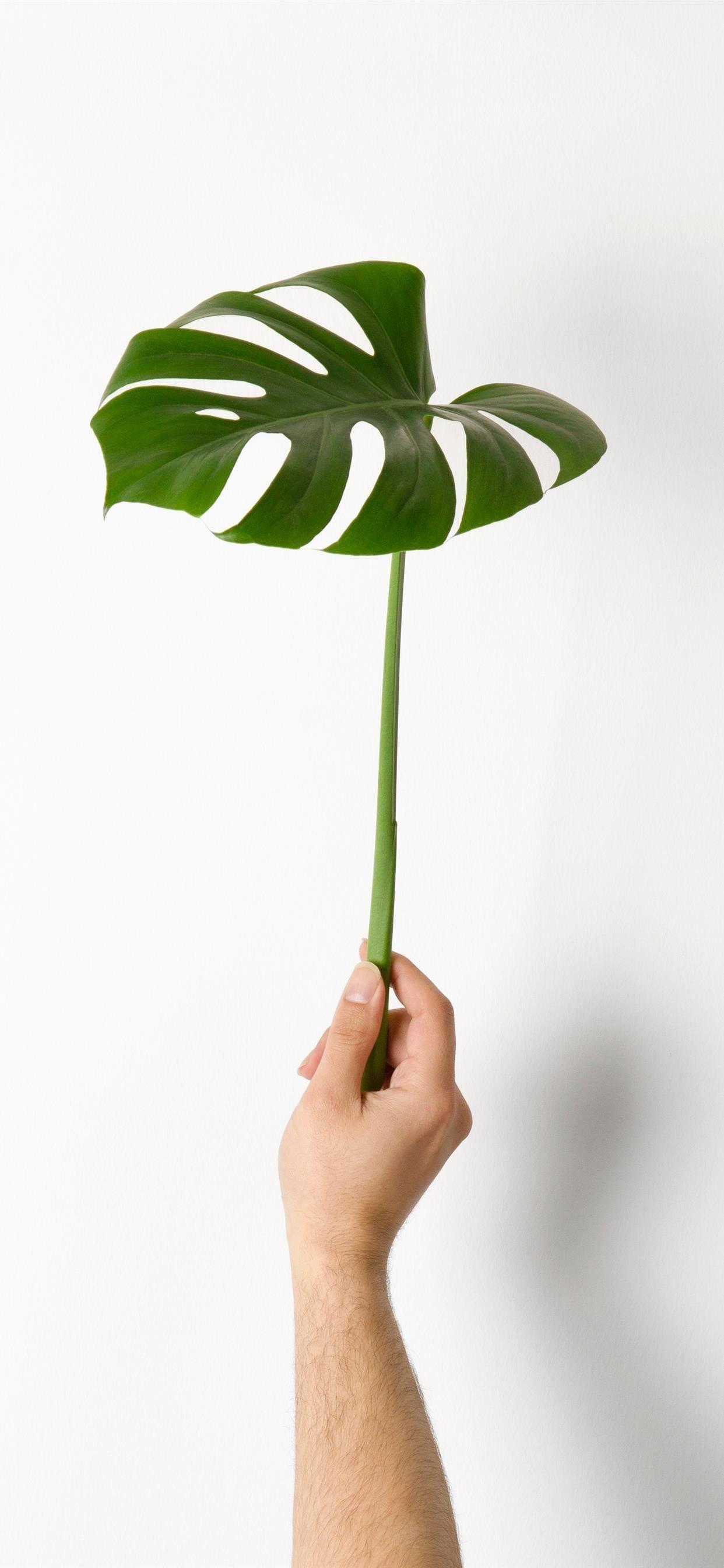 1242x2688 Monstera Leaf iPhone X Wallpaper Free Download