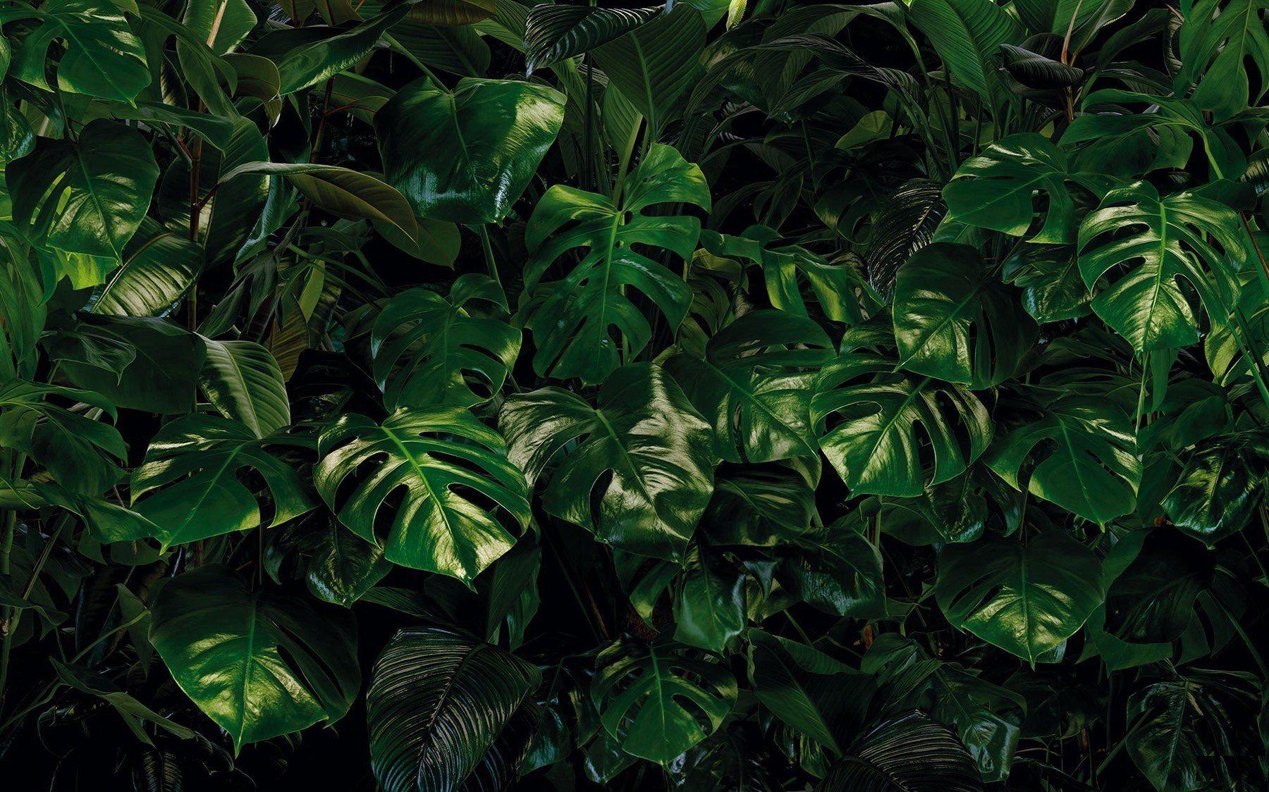 Monstera Leaf Wallpapers - Top Free Monstera Leaf Backgrounds
