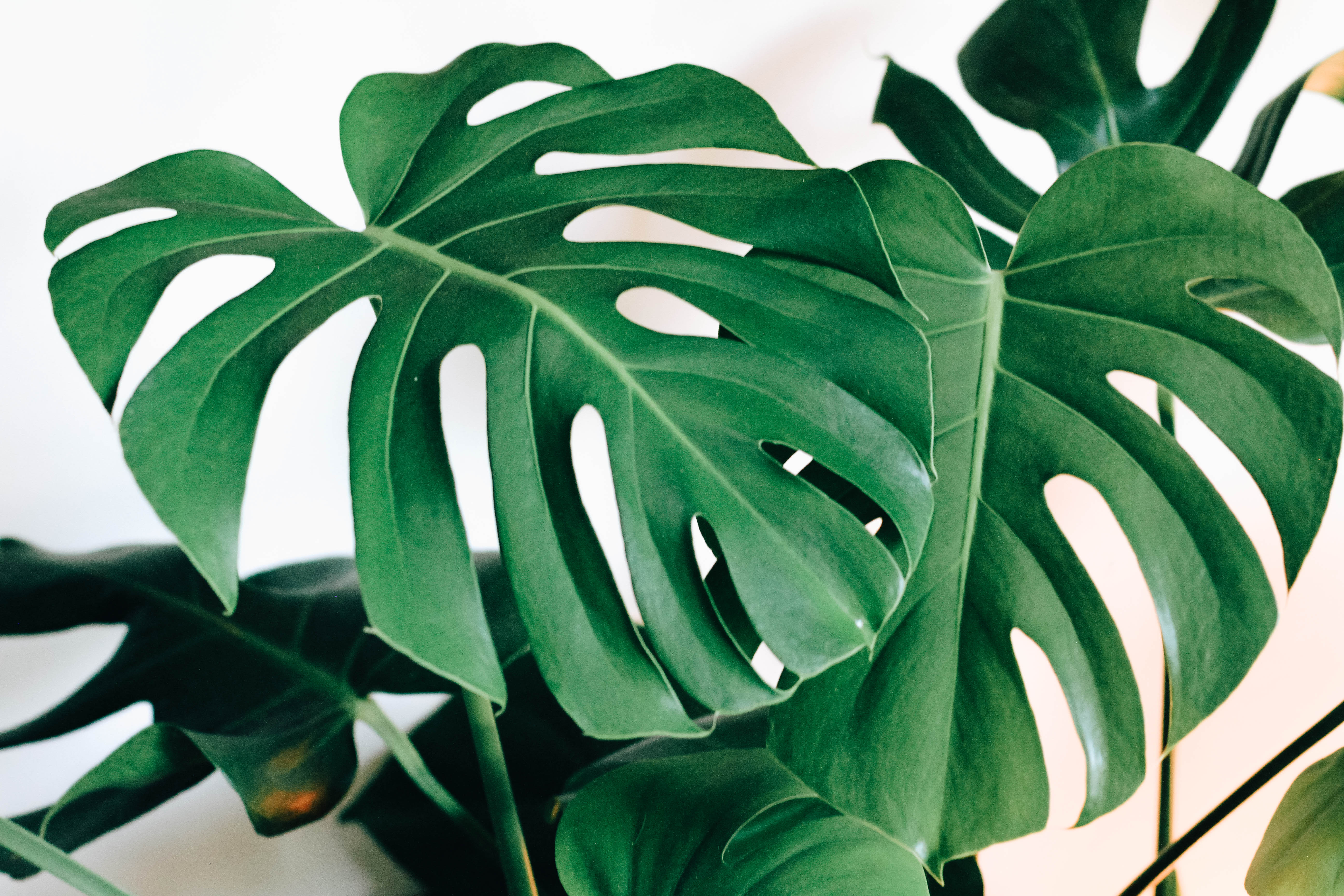 5184x3456 Monstera Deliciosa Wallpaper