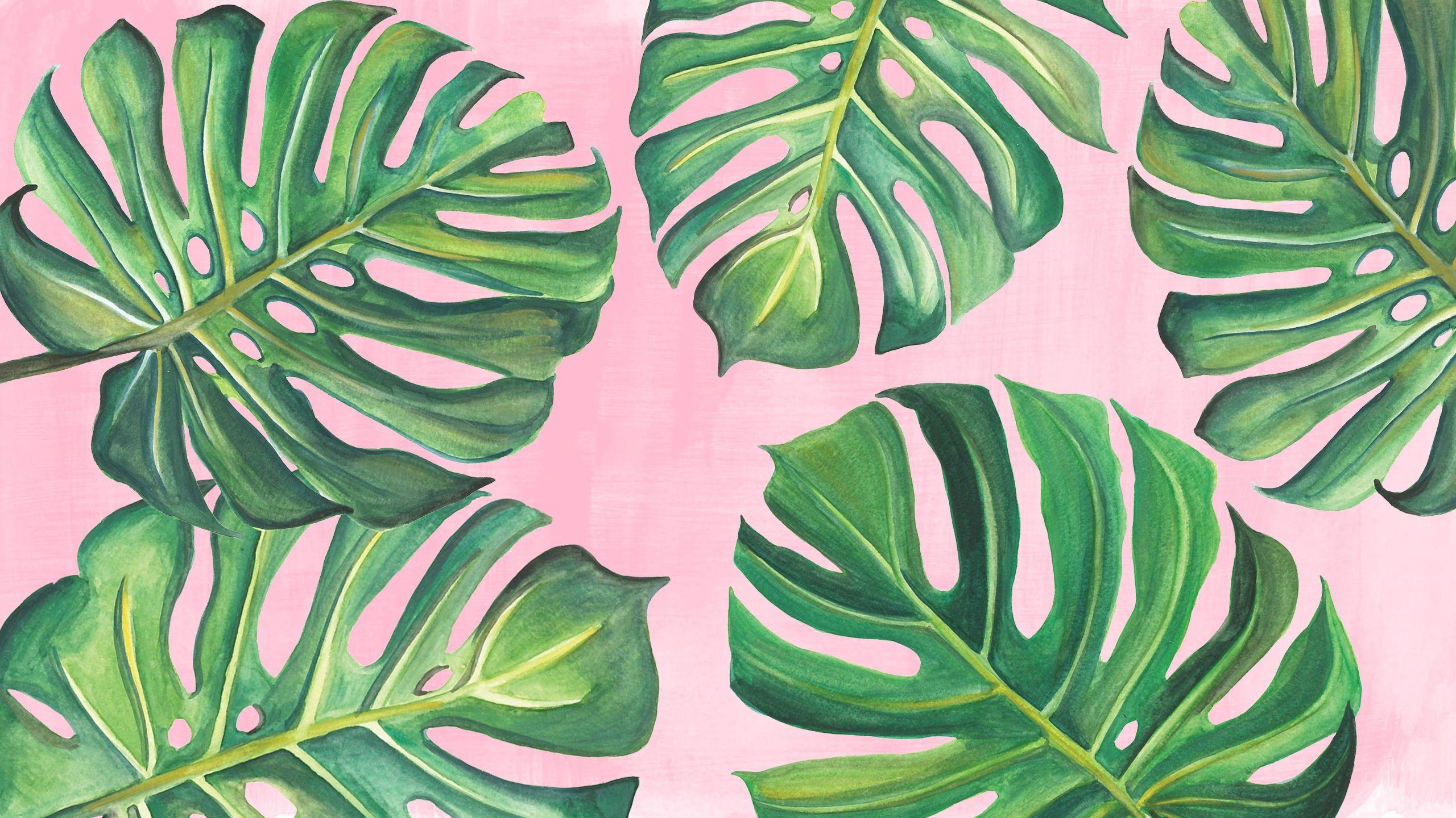 2560x1440 Monstera Leaves Background Laptop .