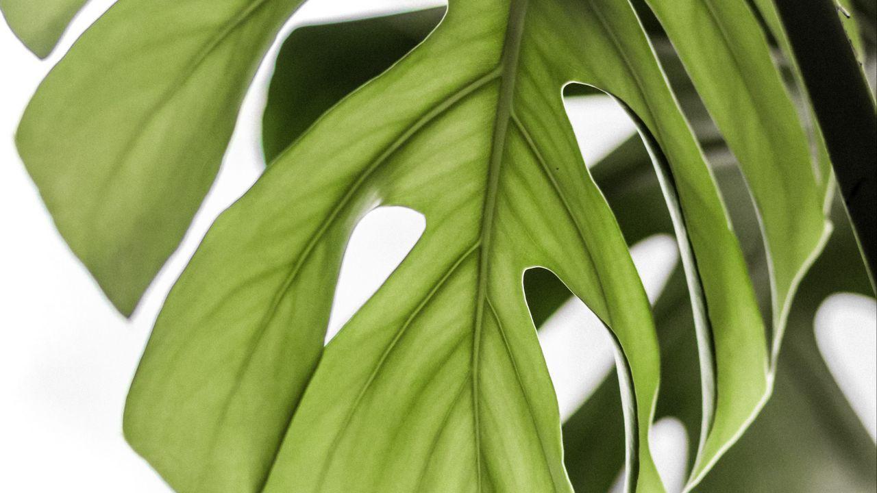 1280x720 Wallpaper monstera, leaf, green, plant hd, picture, image