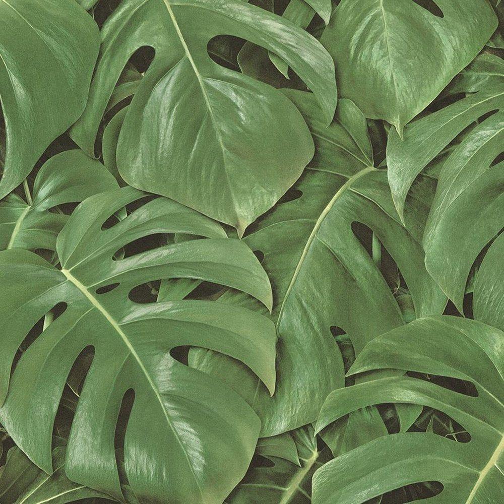 1000x1000 Tropical Palm Monstera Leaf Wallpaper Green Love