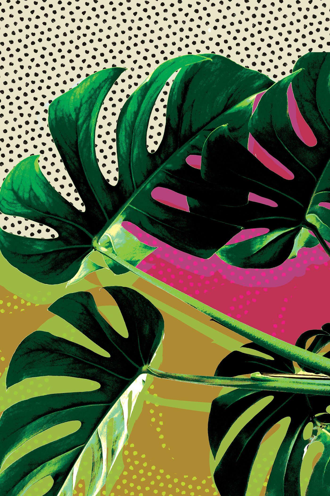 Monstera Leaf Wallpapers Top Free Monstera Leaf Backgrounds WallpaperAccess