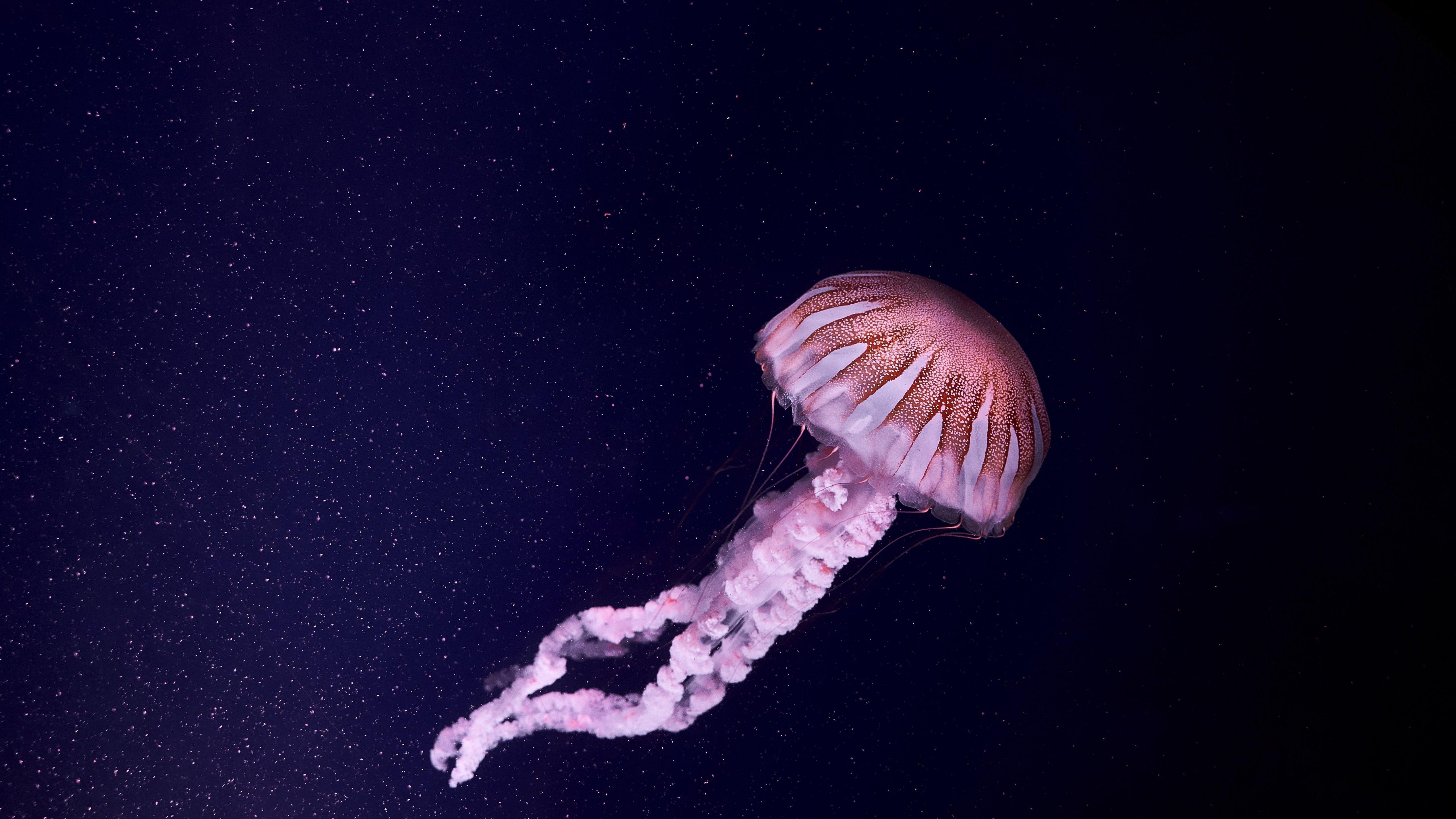 4K Jellyfish Wallpapers - Top Free 4K Jellyfish Backgrounds