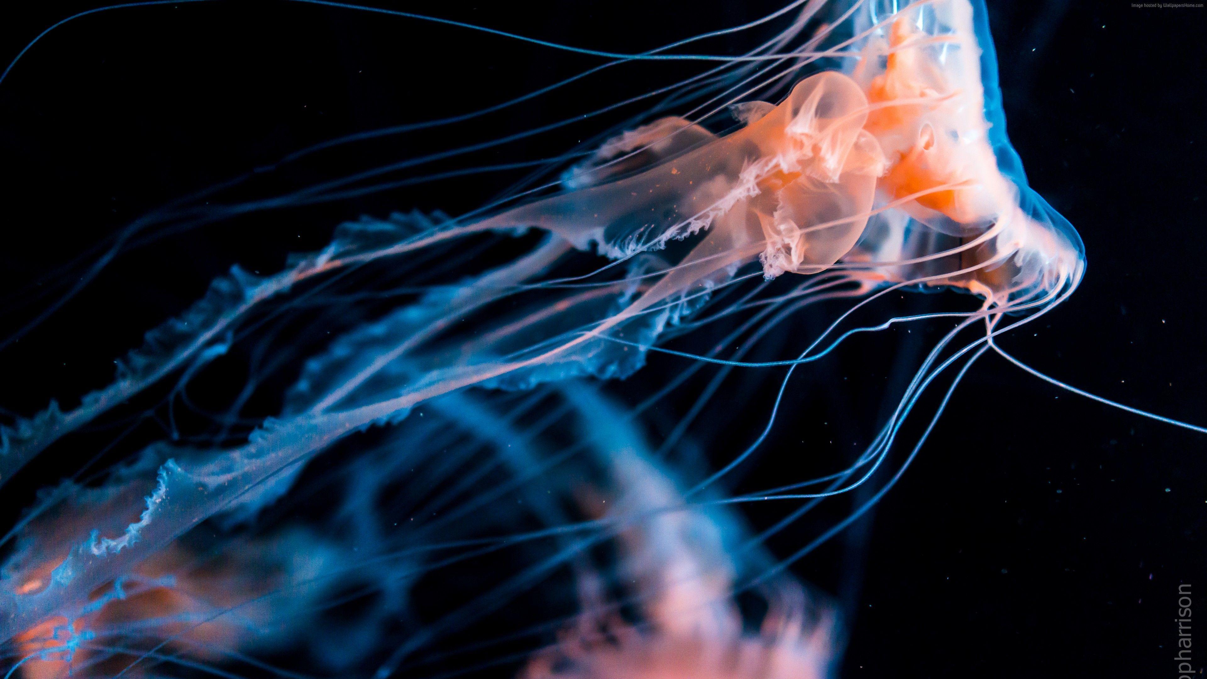 3840x2160 desktophdwallpaper.org. Jellyfish, Pet birds, Jellyfish illustration